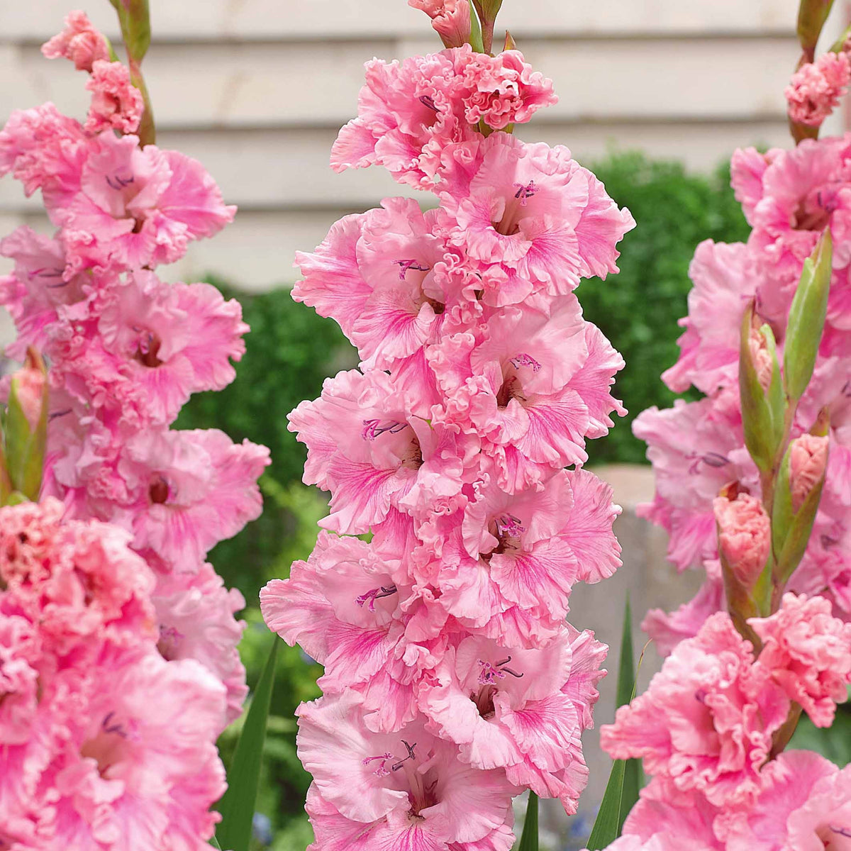 Sammlung von Papageiengladiolen (x30) - Gladiolus 'kirov','saratov','katherina' - Willemse