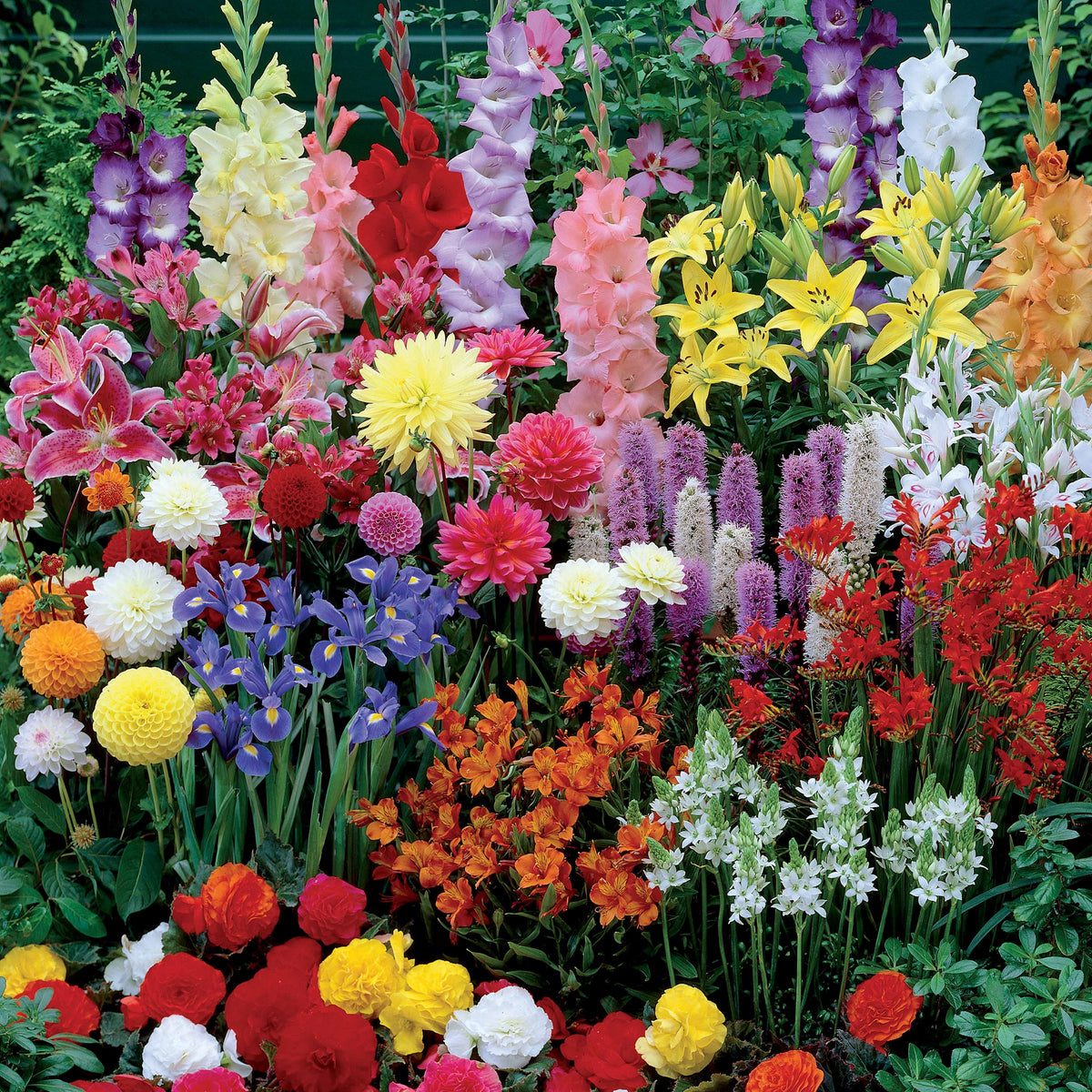 Sommerblumen-Beet-Mix 1,5 m² - Gladiolus, Begonia, Iris, Liatris, Crocosmia, Lilium, Dahlia - Willemse