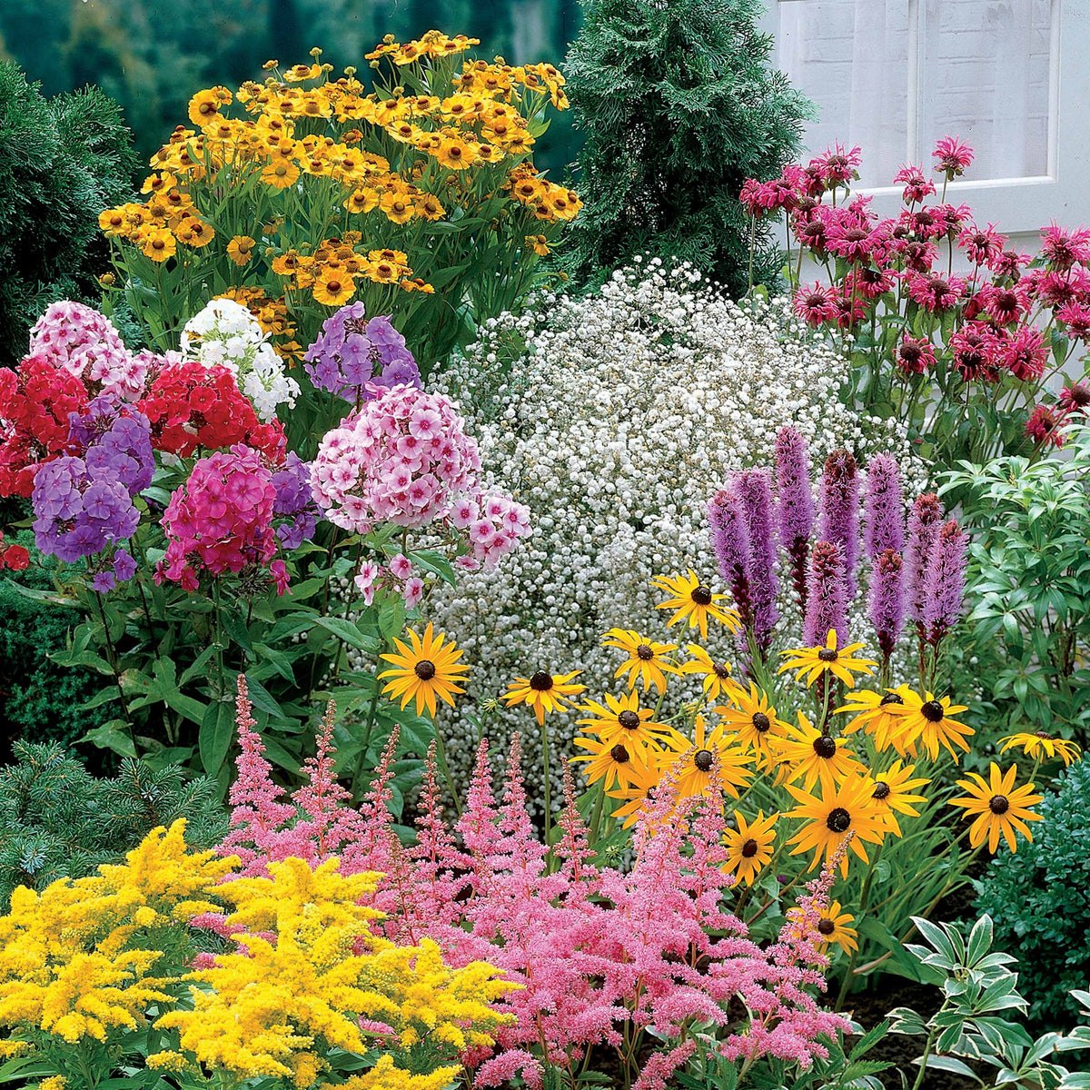 Stauden-Kollektion (x15) - Helenium, Monarda, Phlox paniculata, Rudbeckia Goldstrum, Gypsophila paniculata, Liatris spicata, Solidago, Astilbe - Willemse