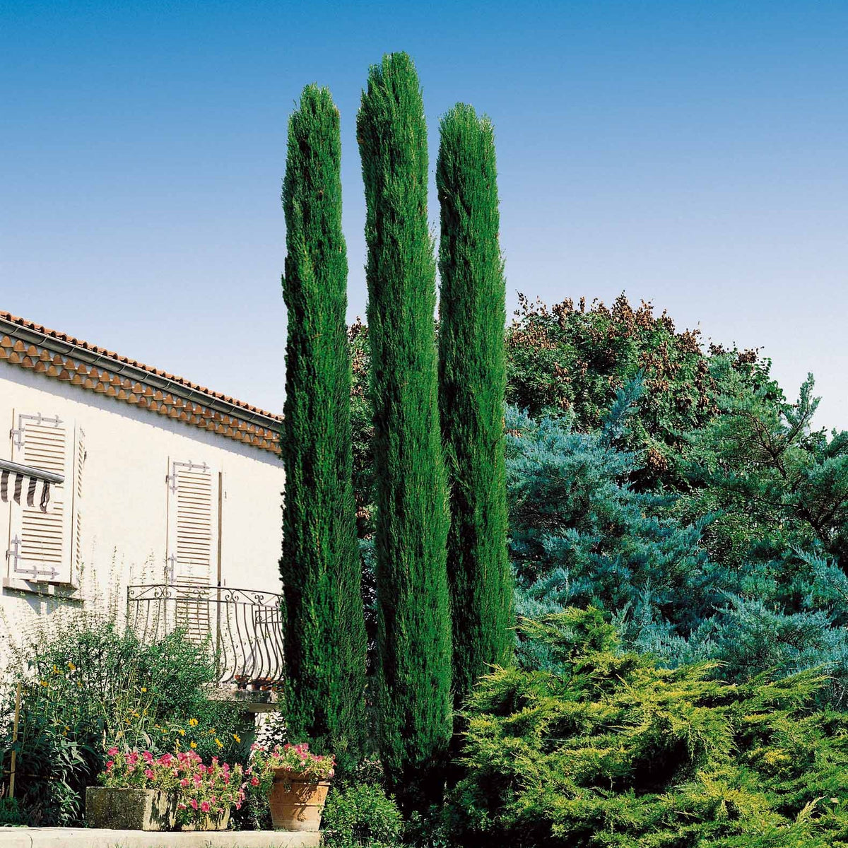 Sträucher-Kollektion (x3) - Cupressus totem, ceanothus impressus victoria, alb - Willemse