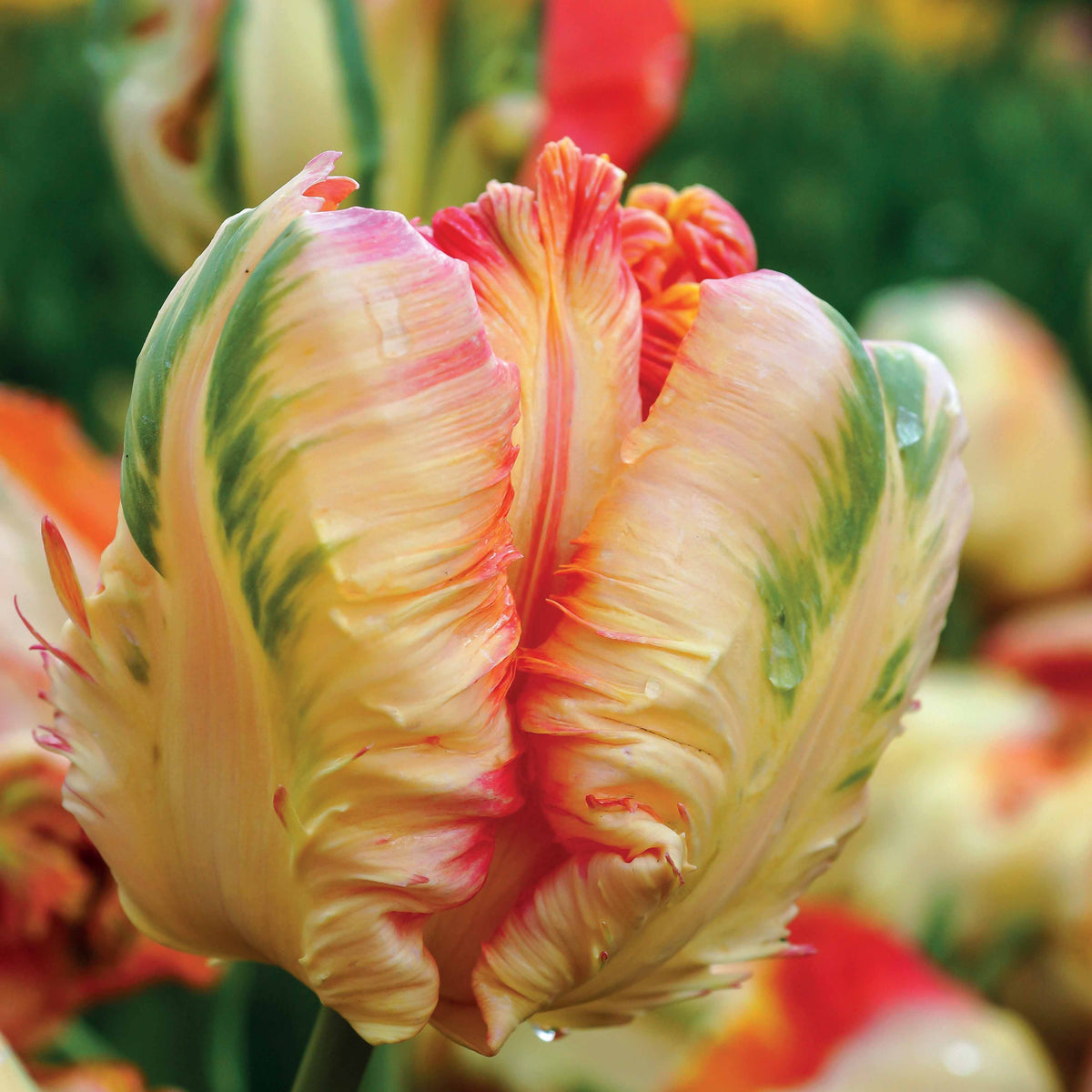 Tulpen-Zwiebeln - Papagei-Tulpen Kollektion (x24) - Tulipa Princesse Irene, Black Parrot, Apricot Parrot