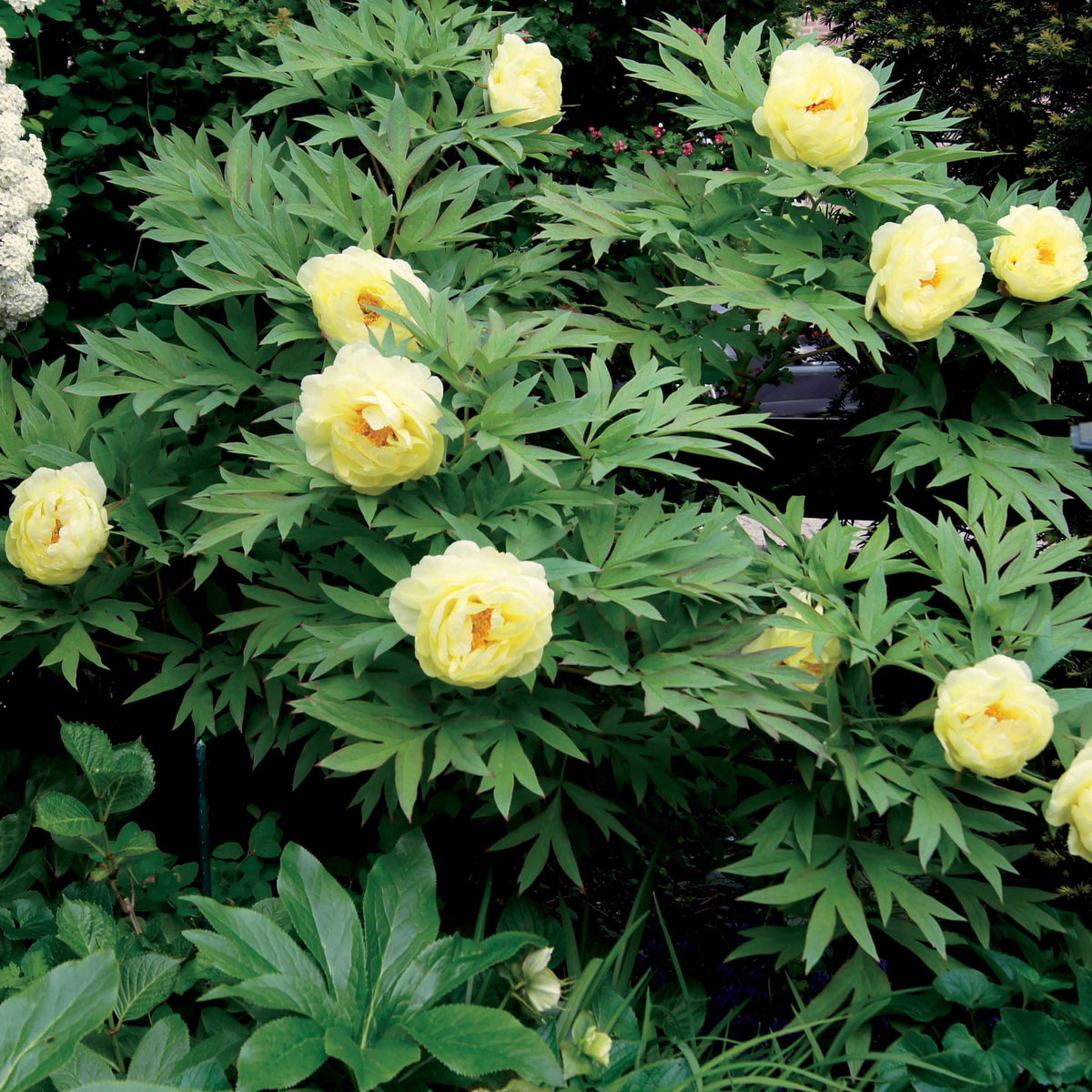 Stauden-Kollektion in zarten Farben (x4) - Paeonia itoh bartzella, delphinium bolero, gaura lindheimeri - Willemse