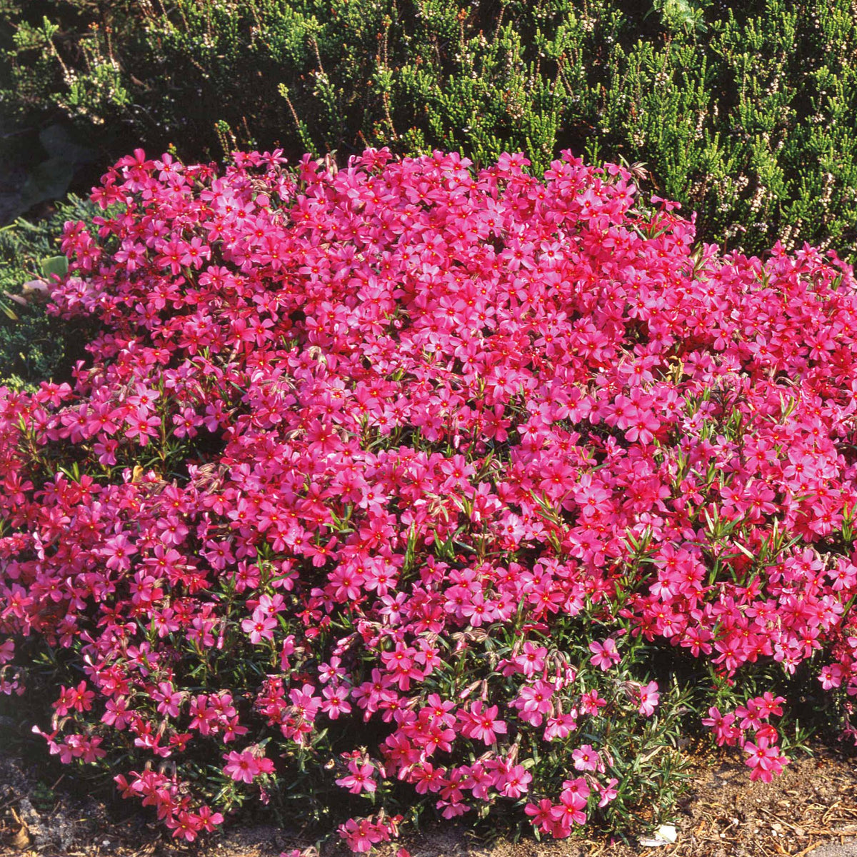 Polster-Phlox ‘Moerheimii’ - Willemse