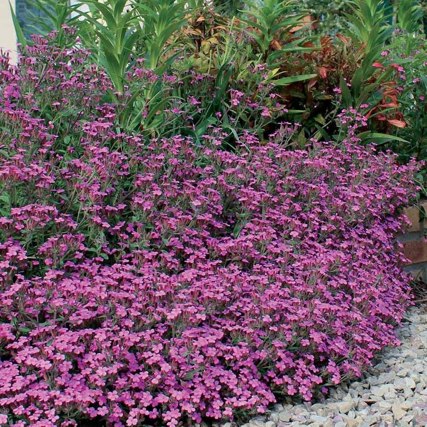 Verkauf Kissen-Seifenkraut (x5)