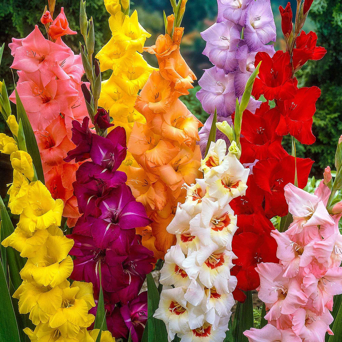 Gladiolen Mischung - Gladiolus - Willemse