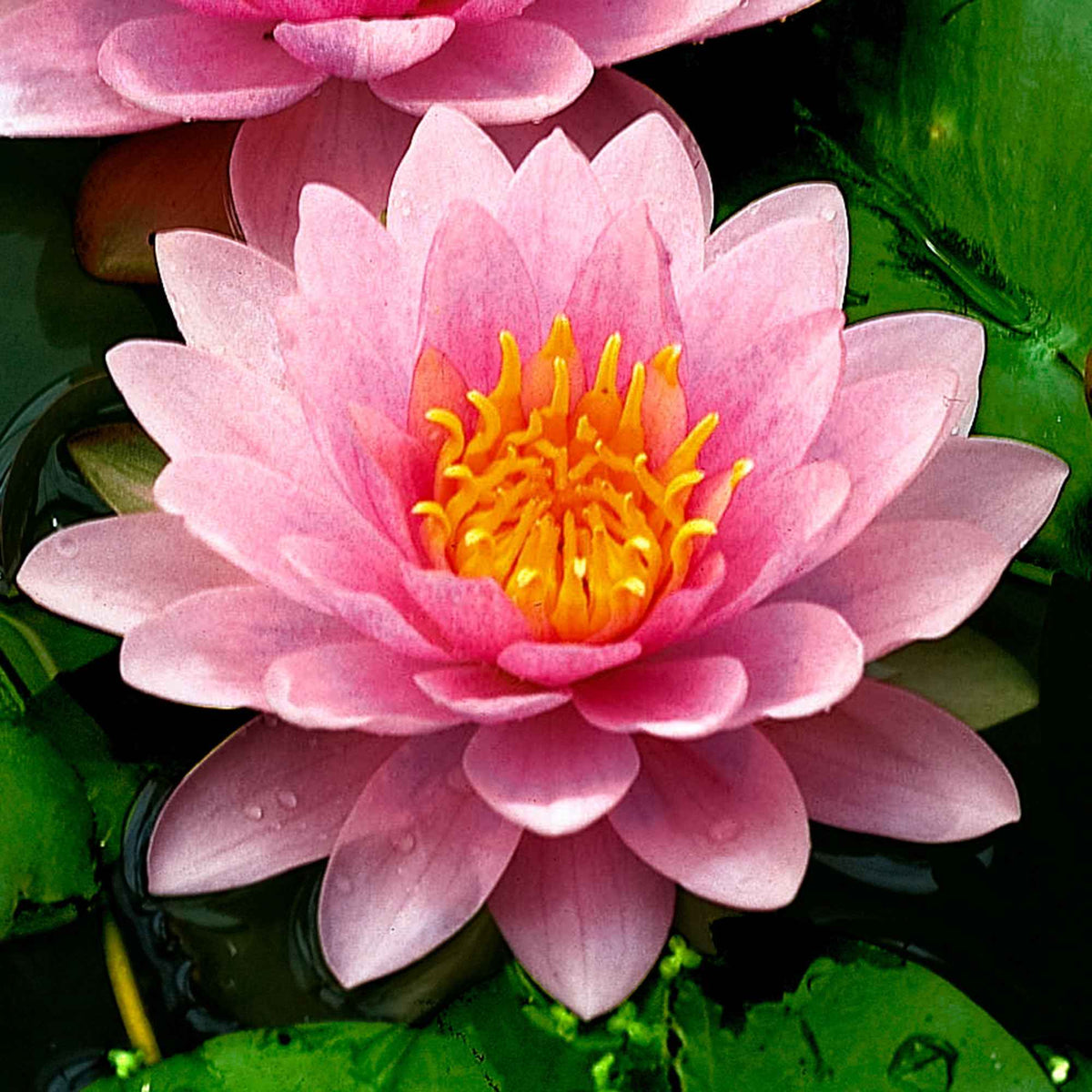 Hollandia Seerose - Willemse