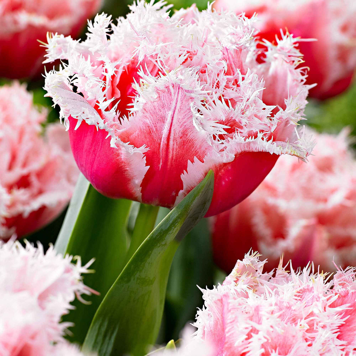 Gefranste, gefüllte Tulpe ‘Queensland’ (x5) - Willemse