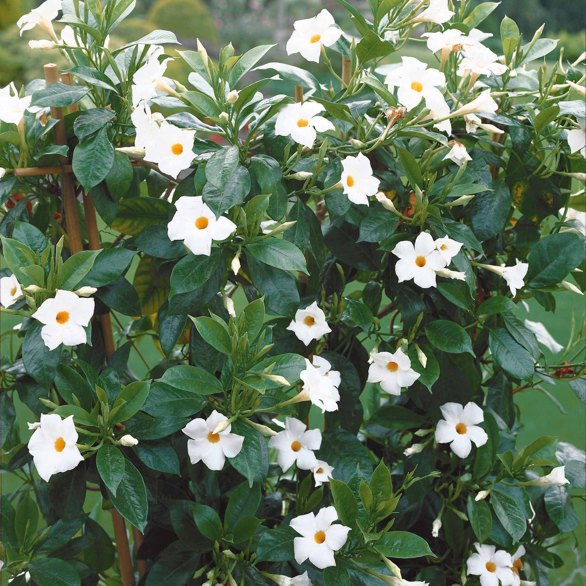 Dipladenie - Dipladenia