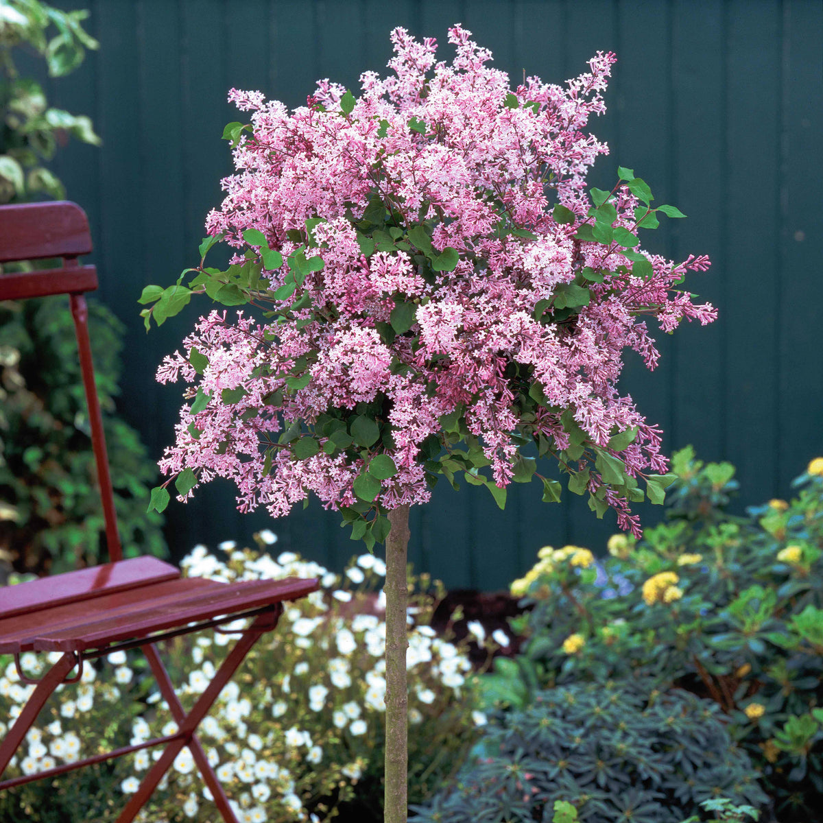 Zwergflieder 'Palibin'™ - Syringa meyeri palibin - Ziersträucher