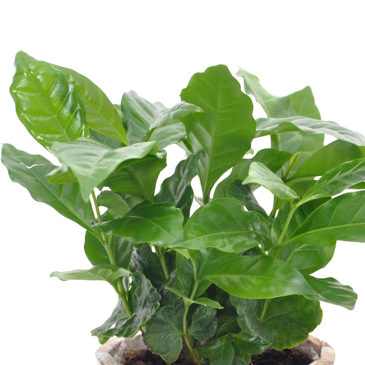 Grüne Zimmerpflanzen - Kaffeepflanze Coffea - Coffea arabica