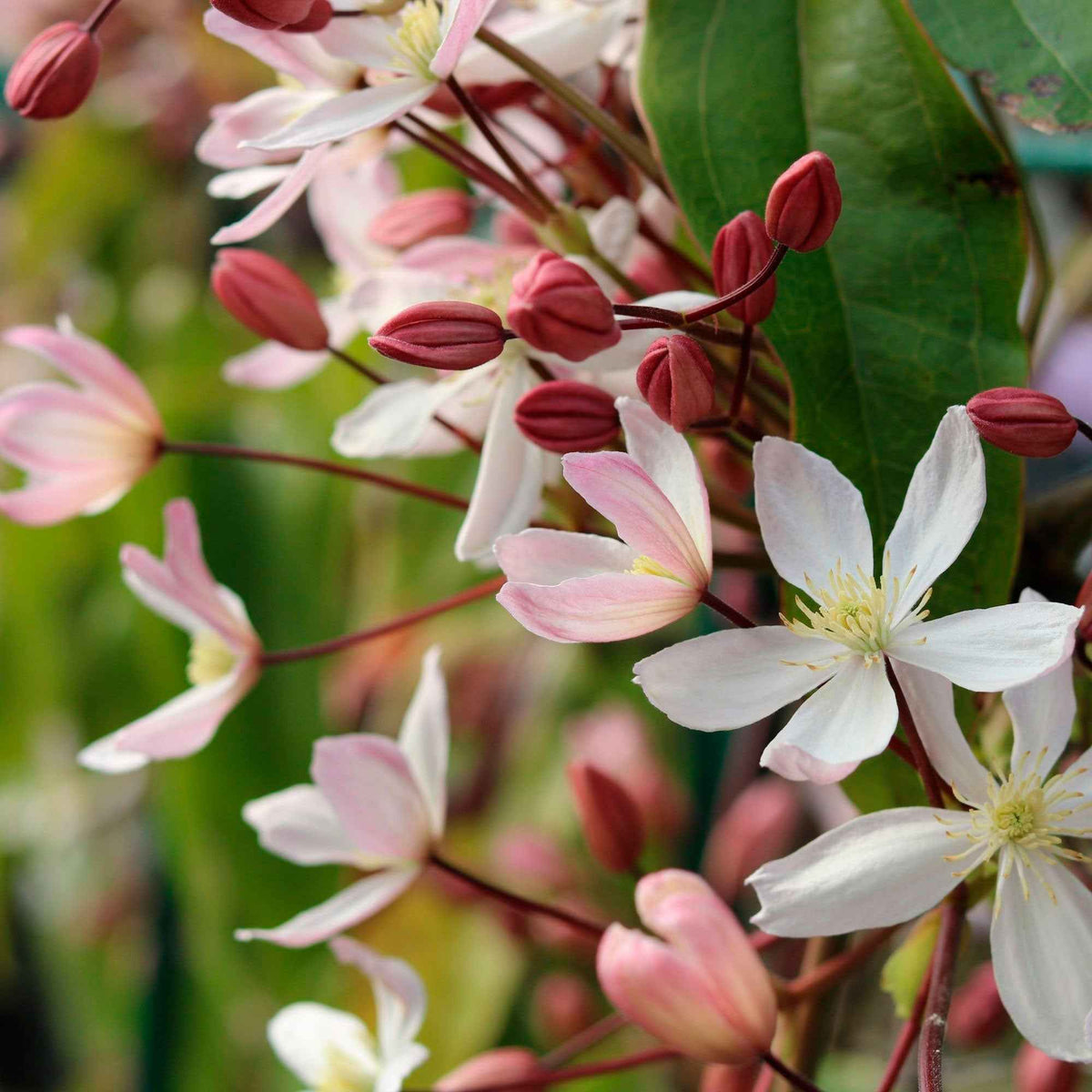 Immergrüne Waldrebe 'Apple Blossom' - Willemse