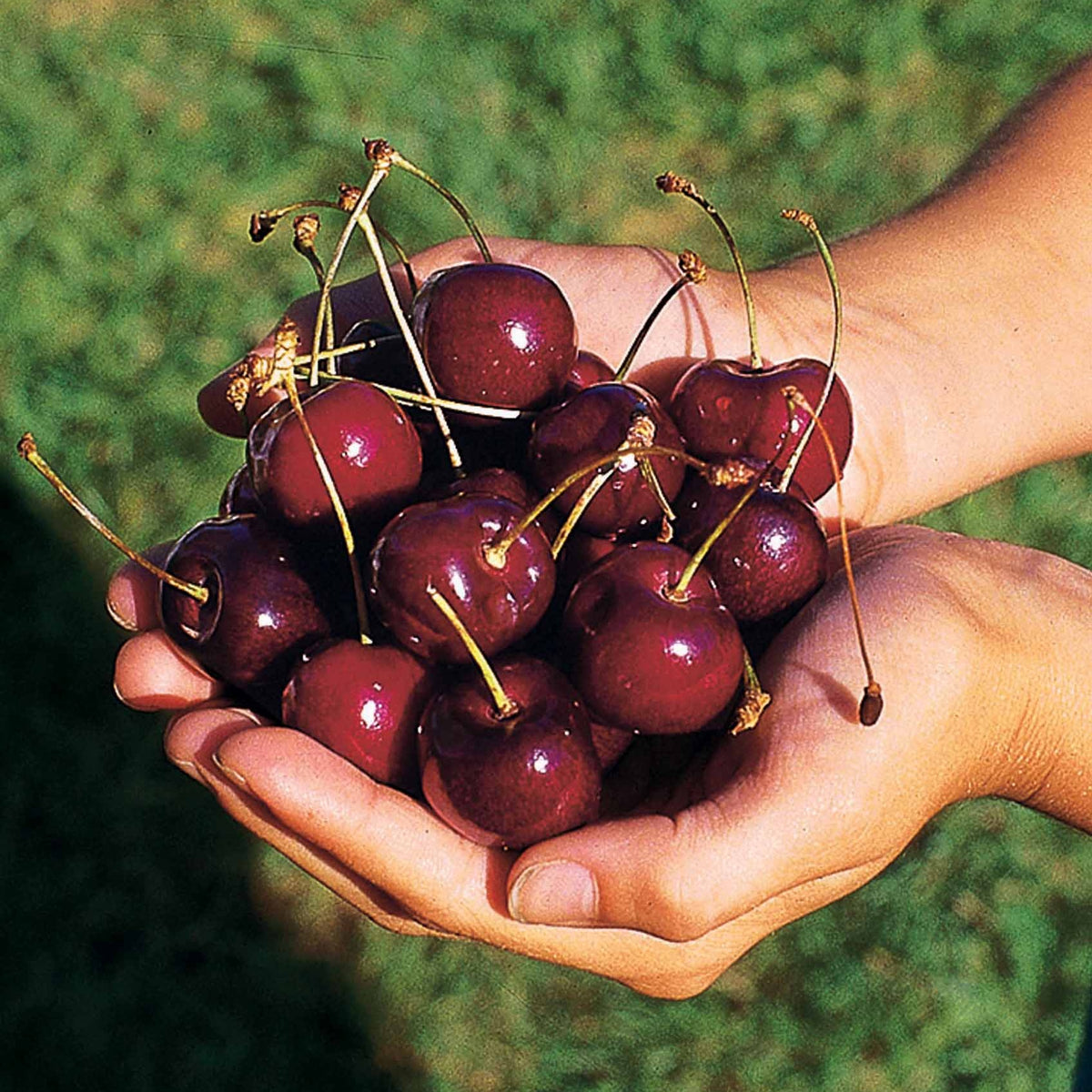 Kirschbaum 'Kordia' - Prunus avium kordia - Obstbäume