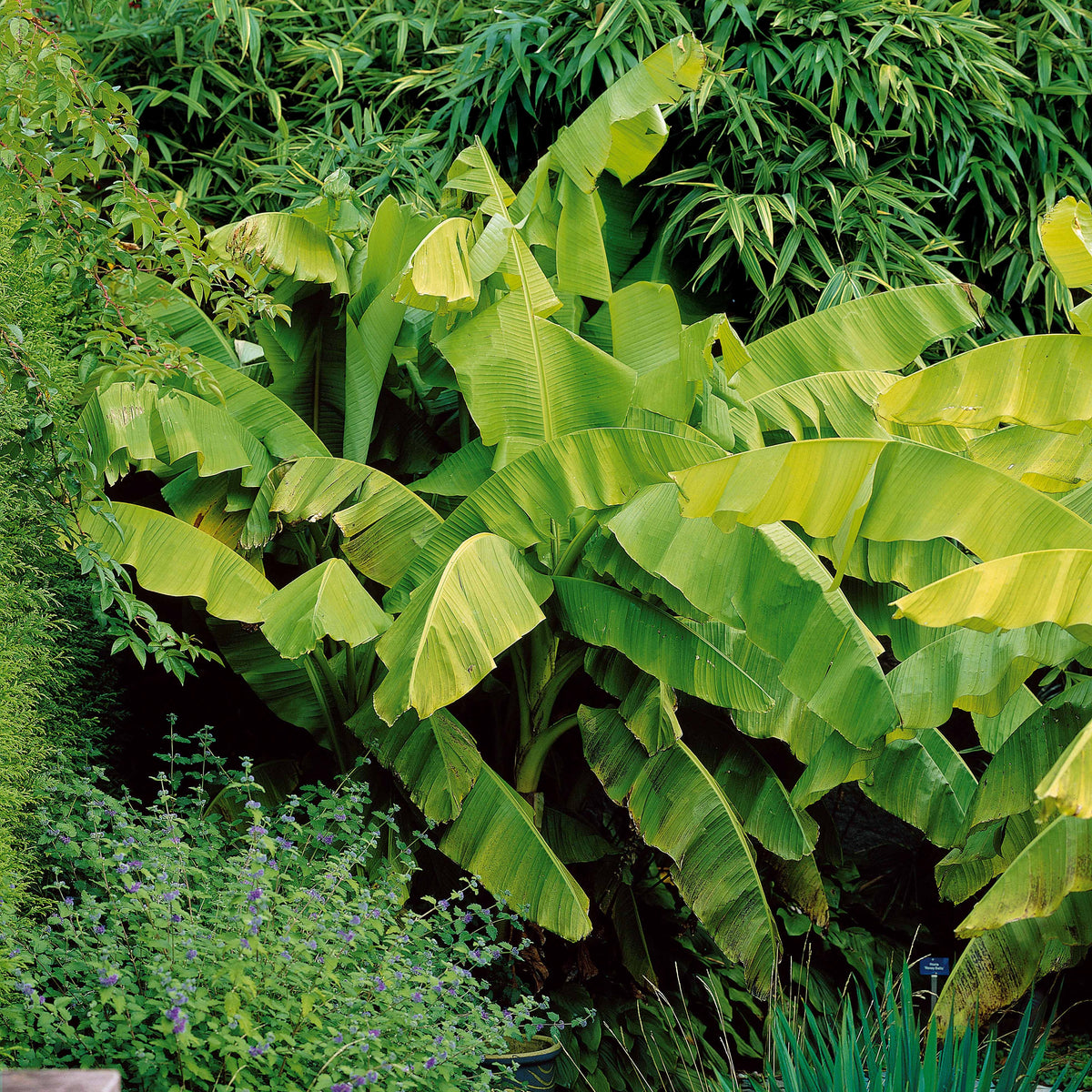 Balkonblumen - Bananenpflanze Musa basjoo - Musa basjoo