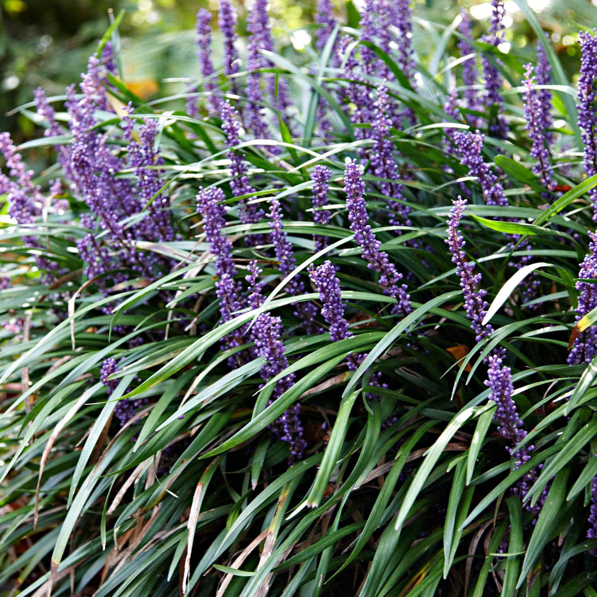 Lilientraube 'Ingwersen' - Liriope muscari ingwersen - Sträucher und Stauden