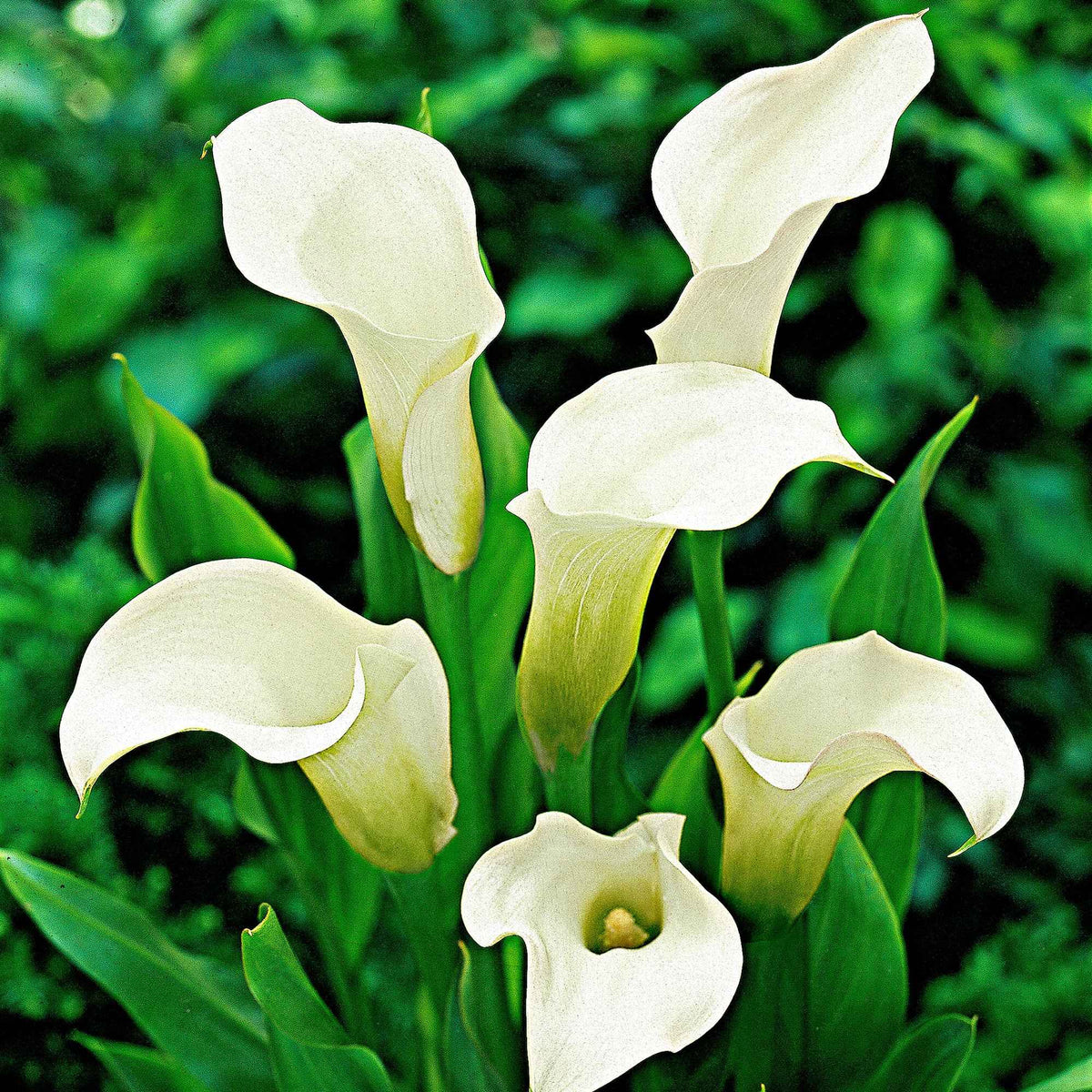 Gefleckte Calla (x2) - Zantedeschia albomaculata - Willemse