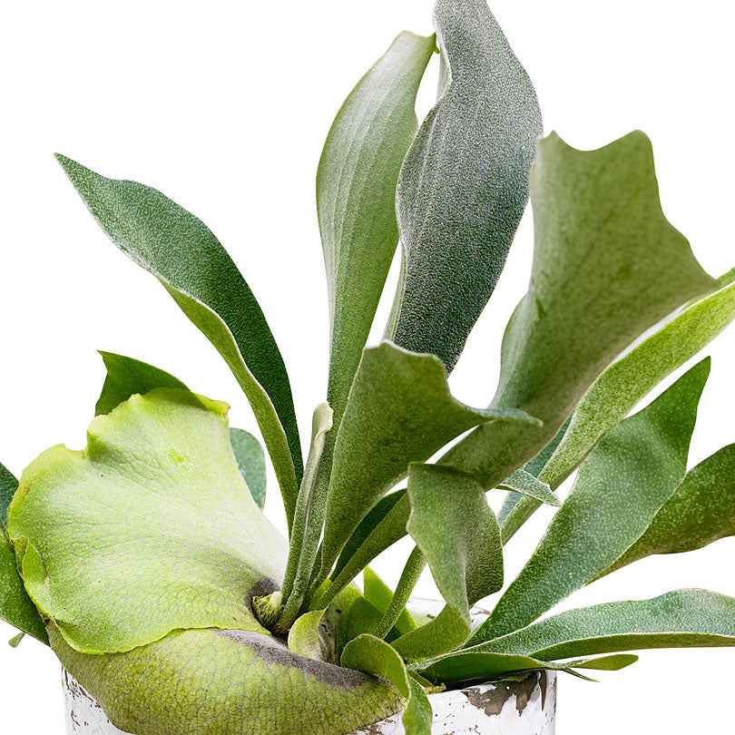 Geweihfarn Platycerium bifurcatum - Hängepflanze - Platycerium bifurcatum - Willemse