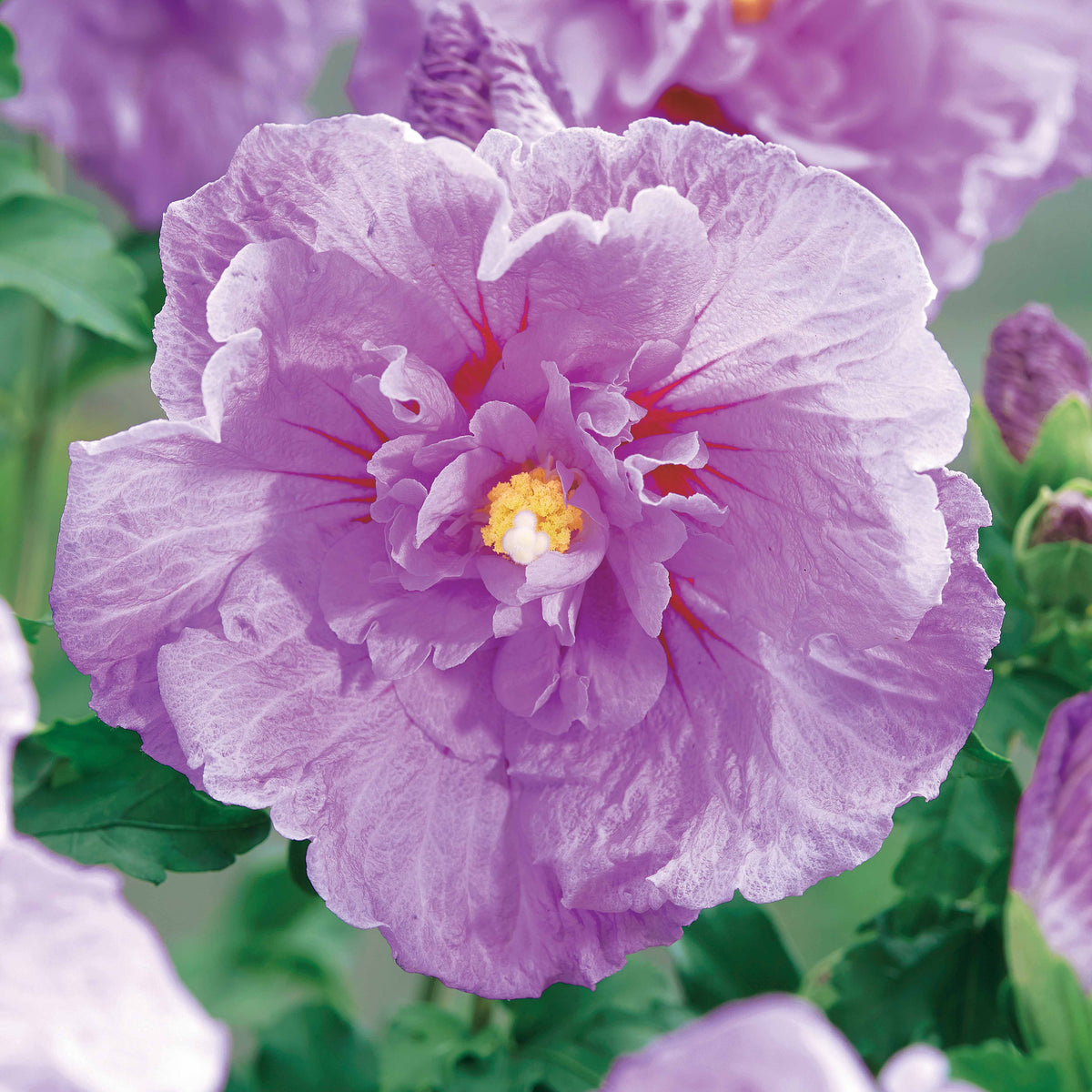 Straucheibisch 'Lavender Chiffon' - Hibiscus syriacus Lavender Chiffon - Willemse