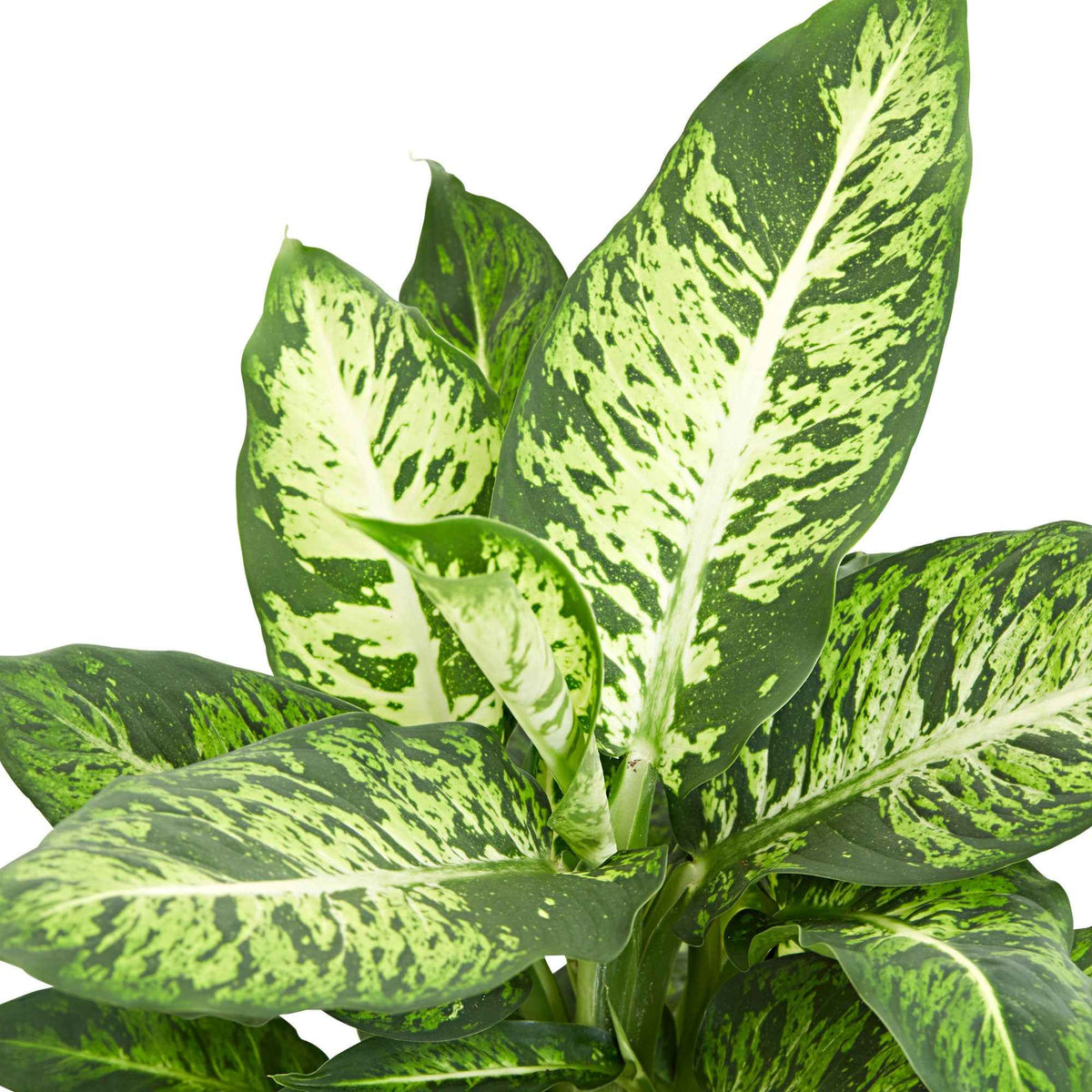 Dieffenbachie 'Sublime' - Dieffenbachia sublime - Willemse