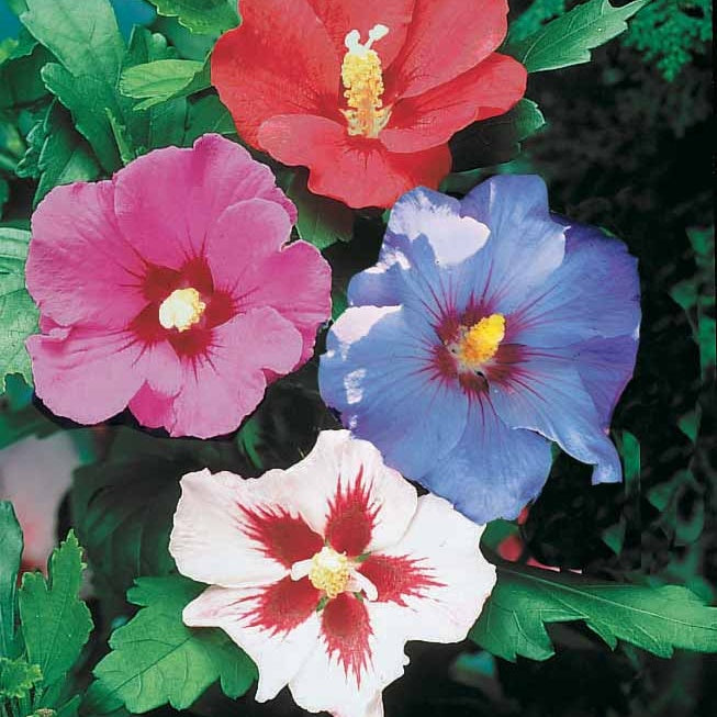 Garteneibisch (x5) - Hibiscus syriacus - Hibiskus - Eibisch