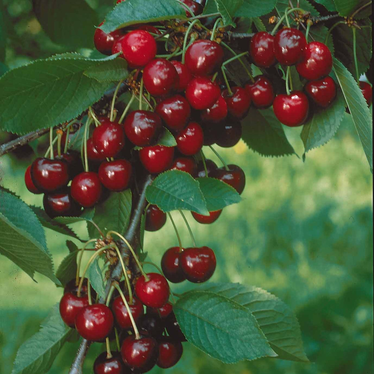 Prunus avium Sylvia - Säulenförmiger Kirschbaum 'Sylvia' - Kirschbäume