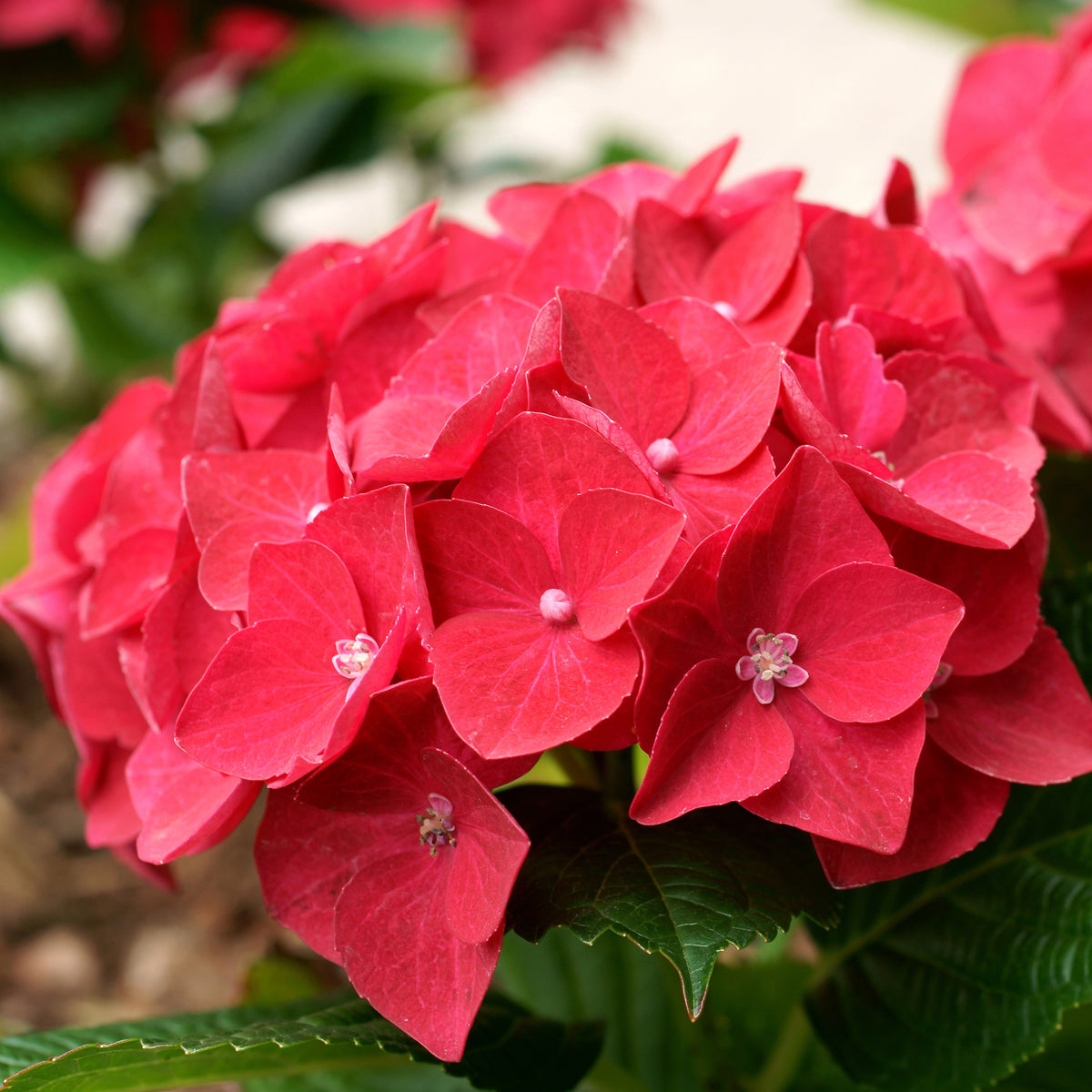 Hortensie rot 'Alpenglühen' - Willemse