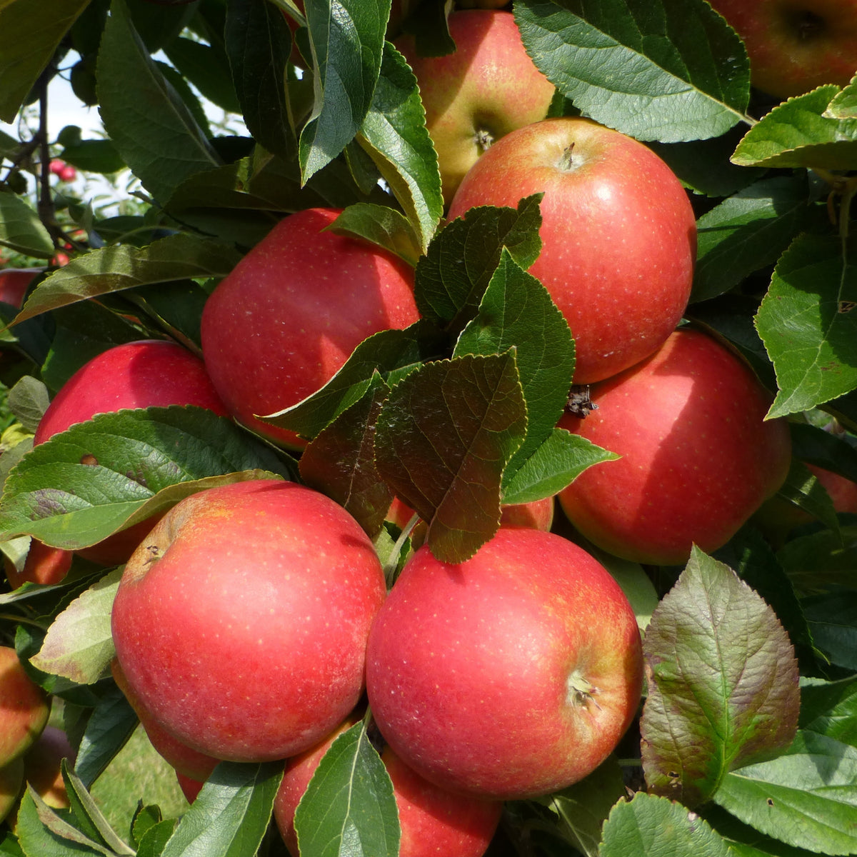 Apfelbaum 'Elstar' - Malus domestica Elstar - Äpfel