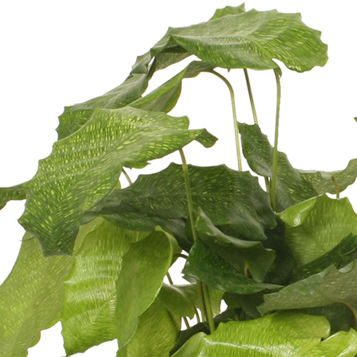 Korbmarante 'Network' - Calathea musaica network - Willemse