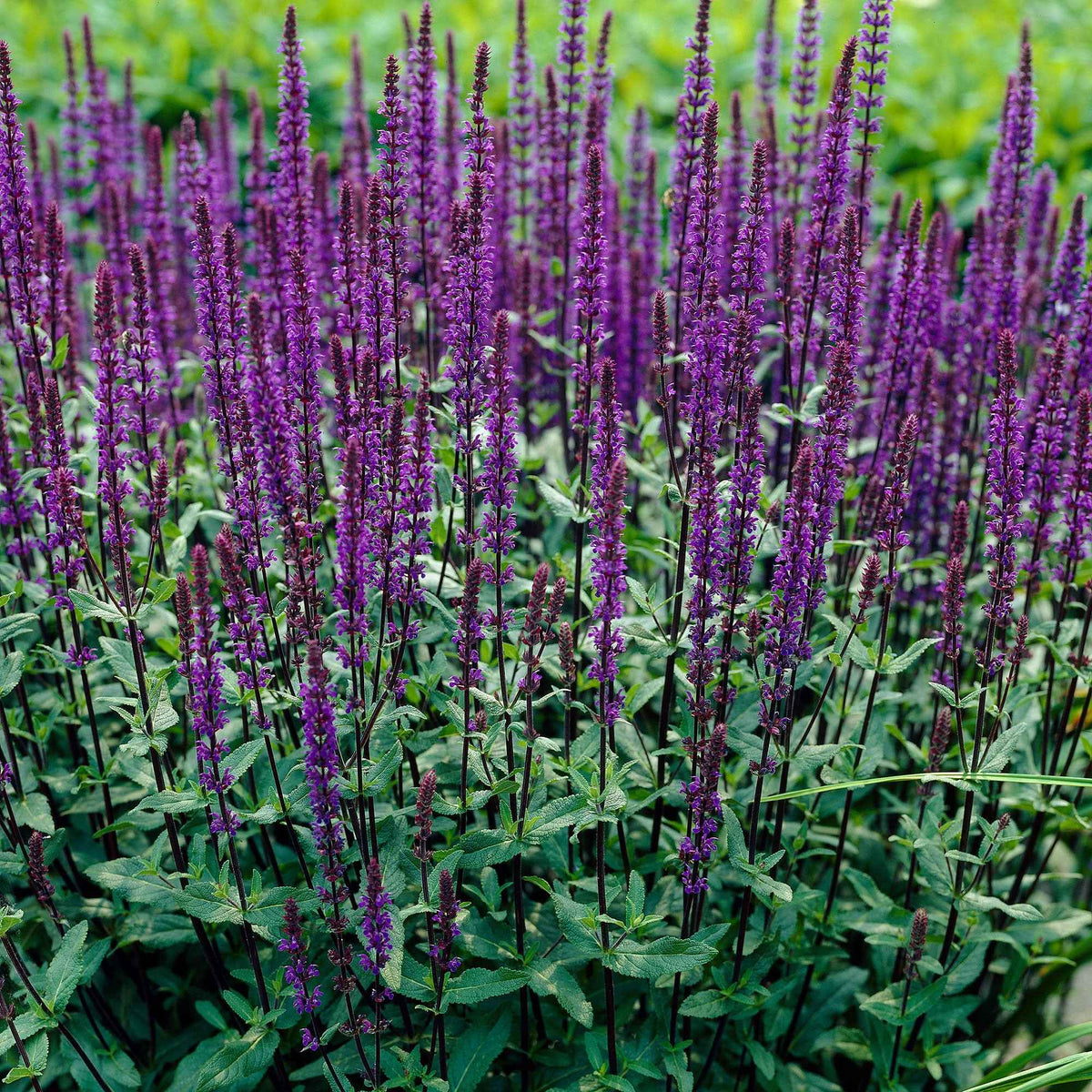 Steppen Salbei 'Caradonna' - Willemse