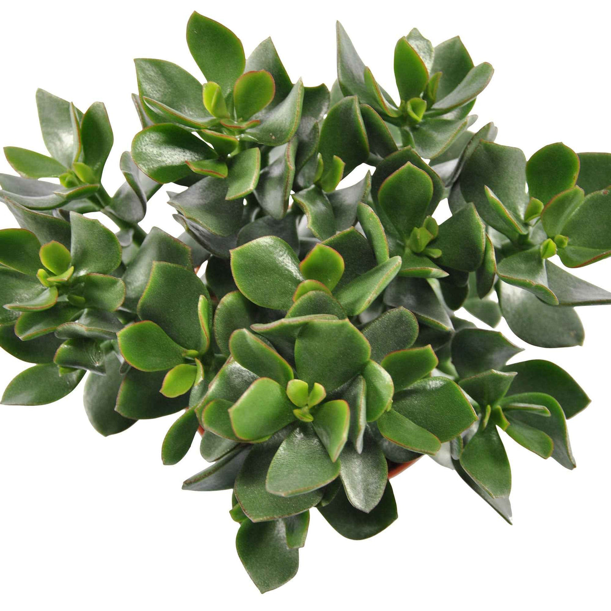 Geldbaum Crassula 'Hulk' - Crassula ovata Hulk - Willemse