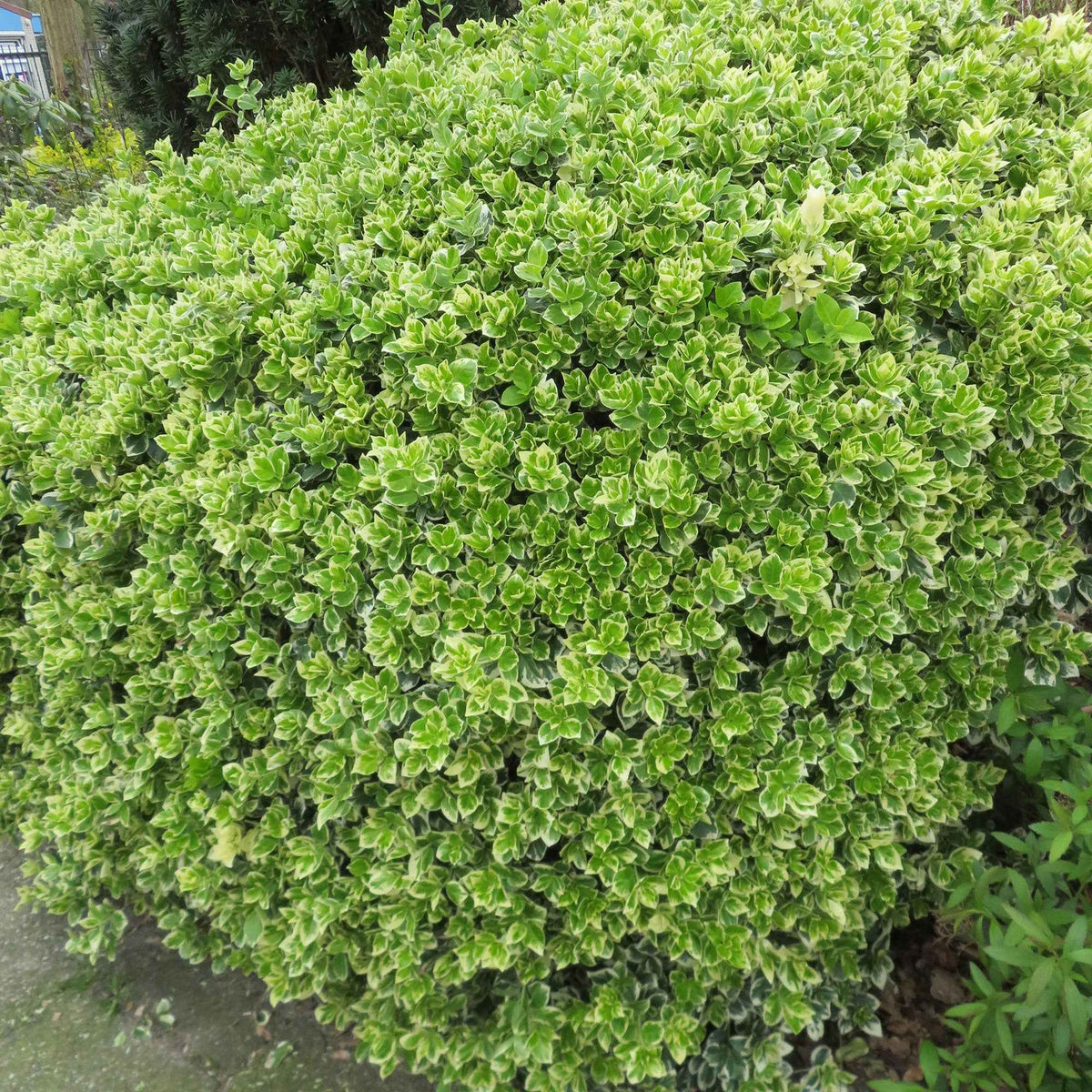 Spindelstrauch 'Emerald Gaiety' - Euonymus fortunei emerald gaiety - Willemse
