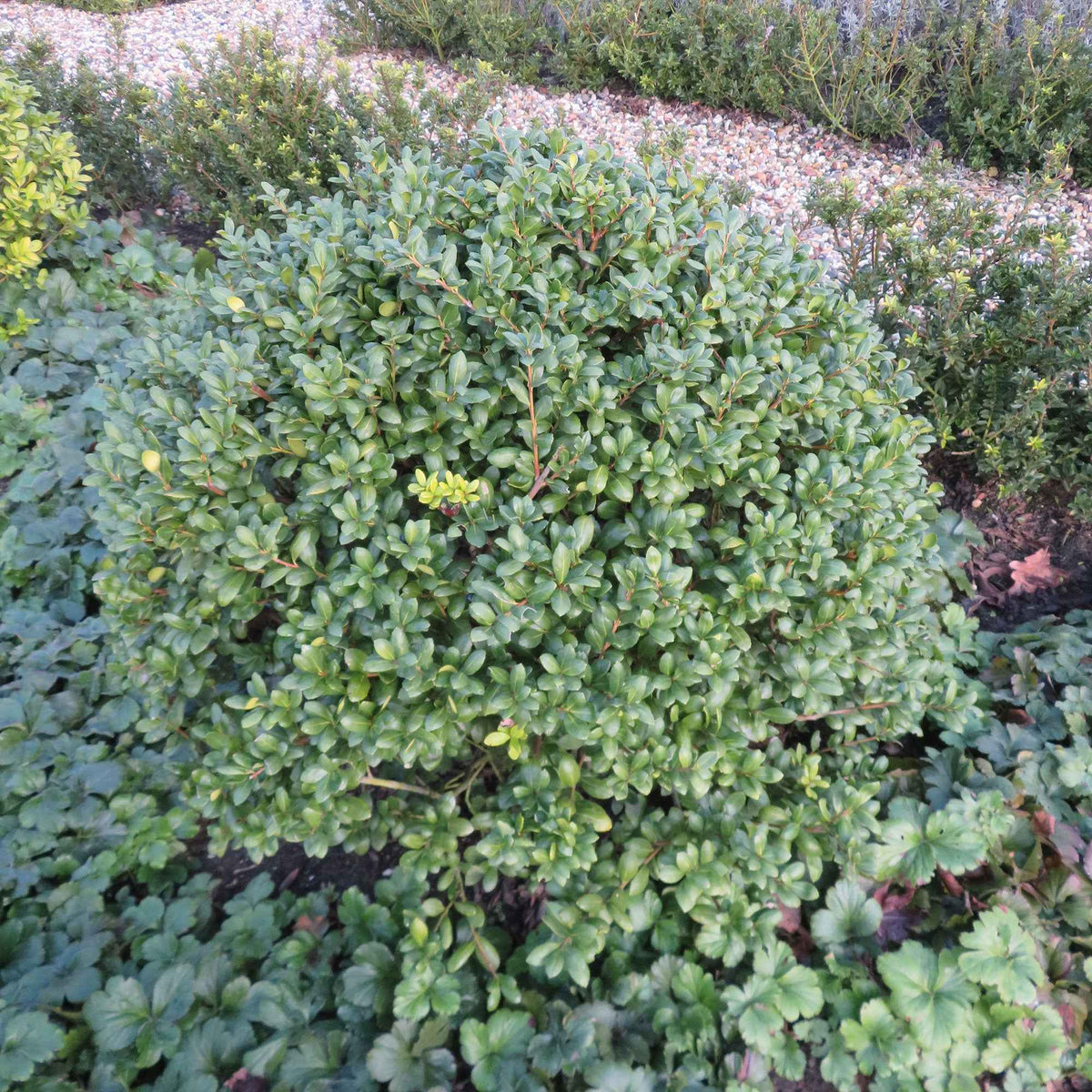 Japanische Stechpalme 'Caroline Upright' - Ilex crenata 'caroline upright' - Willemse