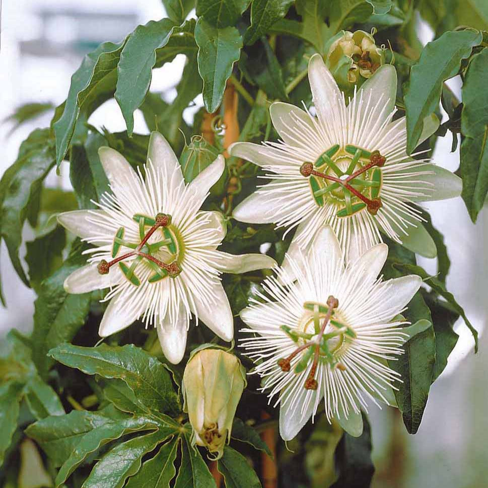 Passiflora caerulea constance elliot - Passionsblume 'Constance Elliot' - Passionsblume