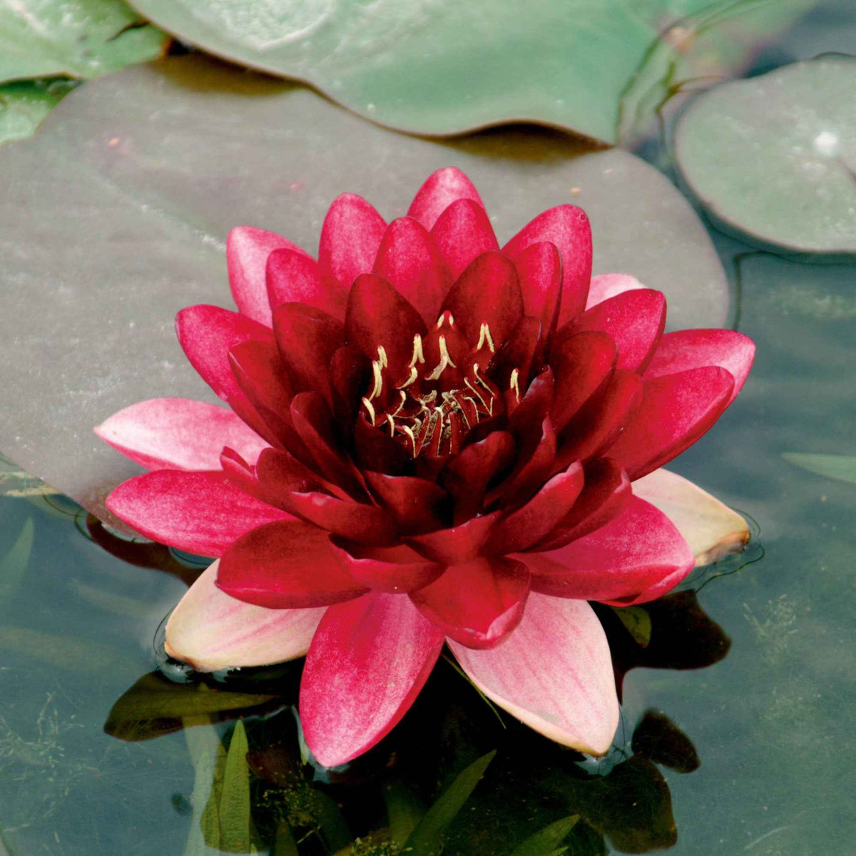 Seerose Perry's Almost Black - Willemse