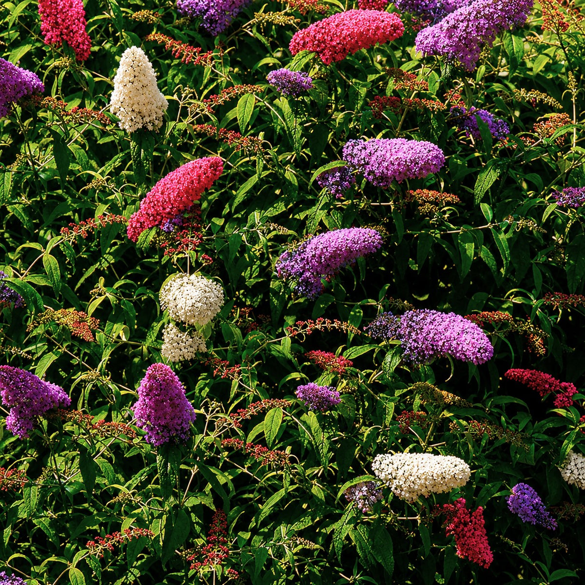 Schmetterlingsflieder 'Tricolor' - Buddleja davidii empire blue, pinkdelight, white - Willemse