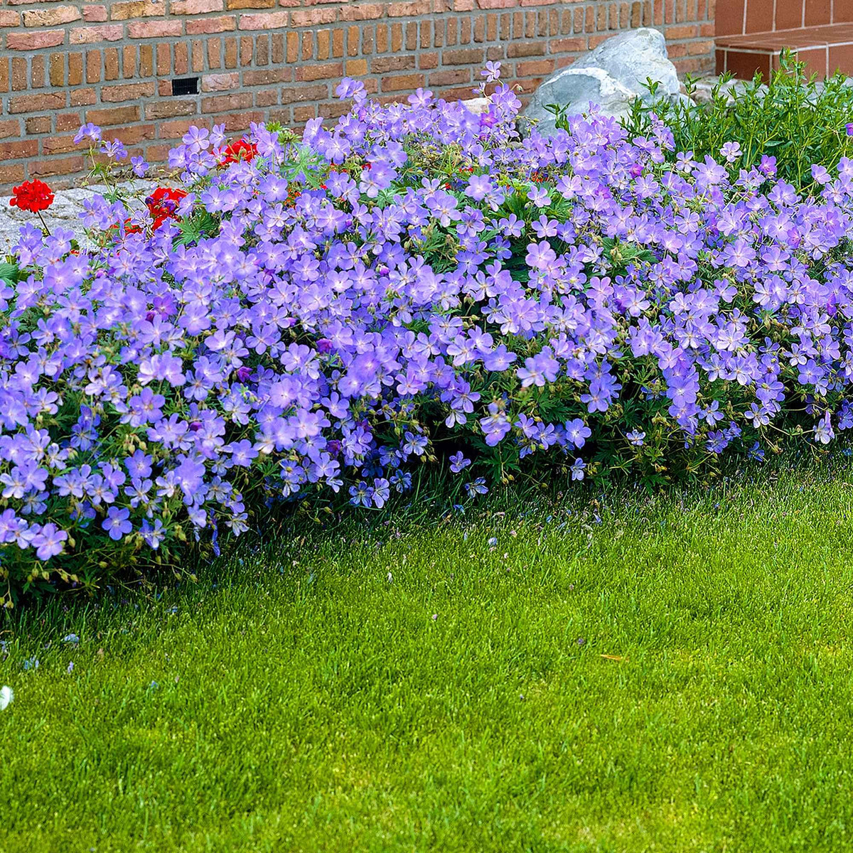 Storchschnabel 'Johnsons Blue' - Willemse