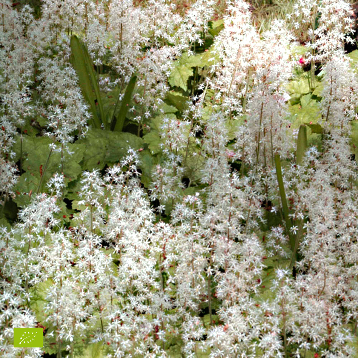 Schaumblüte 'Pink Skyrocket' - Tiarella Pink Skyrocket - Willemse