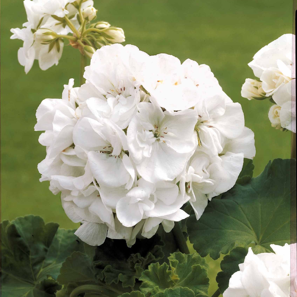 Stehende Geranien weiß - Pelargonium zonale - Willemse