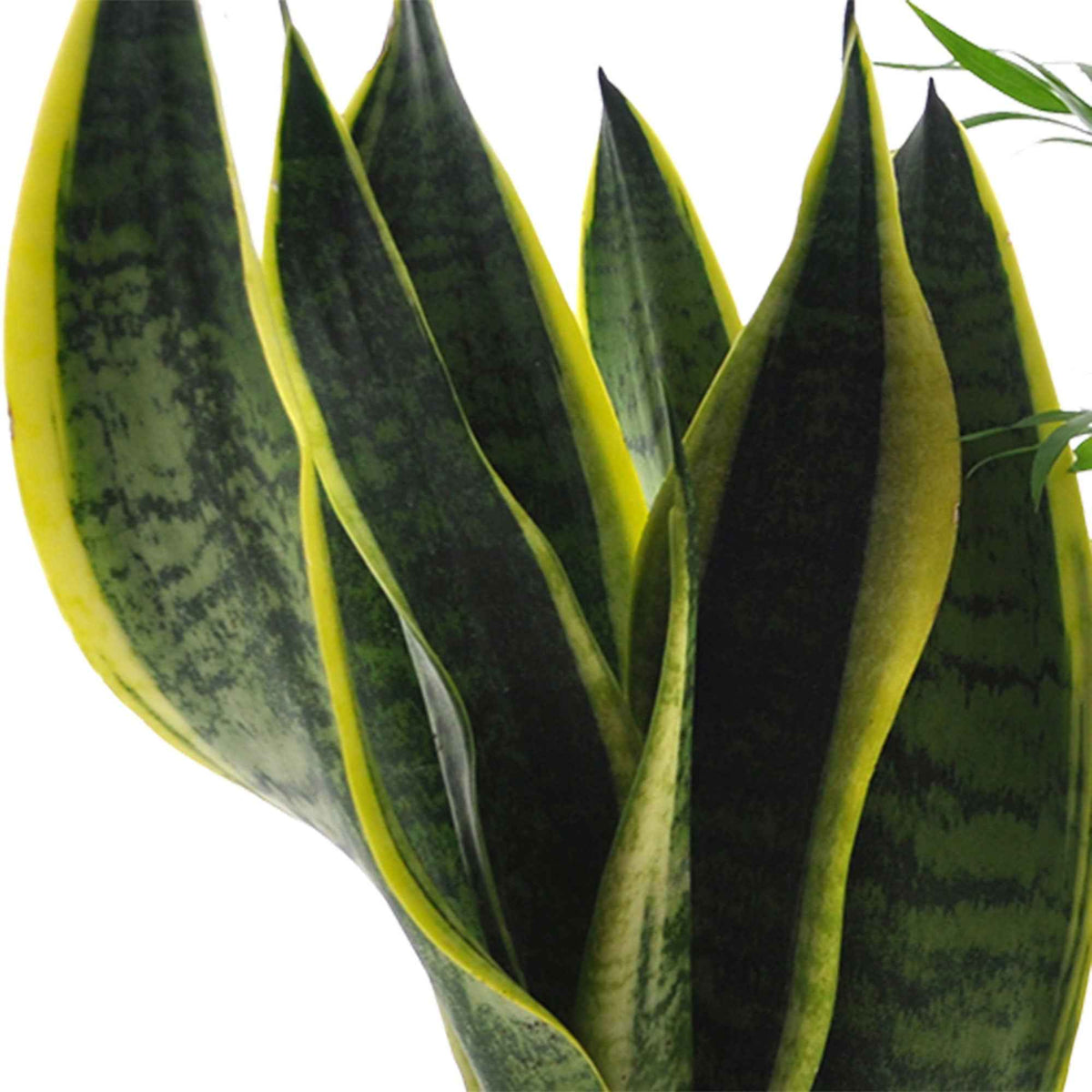 clusia, chamaedorea, ctenanthe burle marxii, sansevieria - Pflegeleichte Zimmerpflanzen Mischung (x4) - Sets von Zimmerpflanzen
