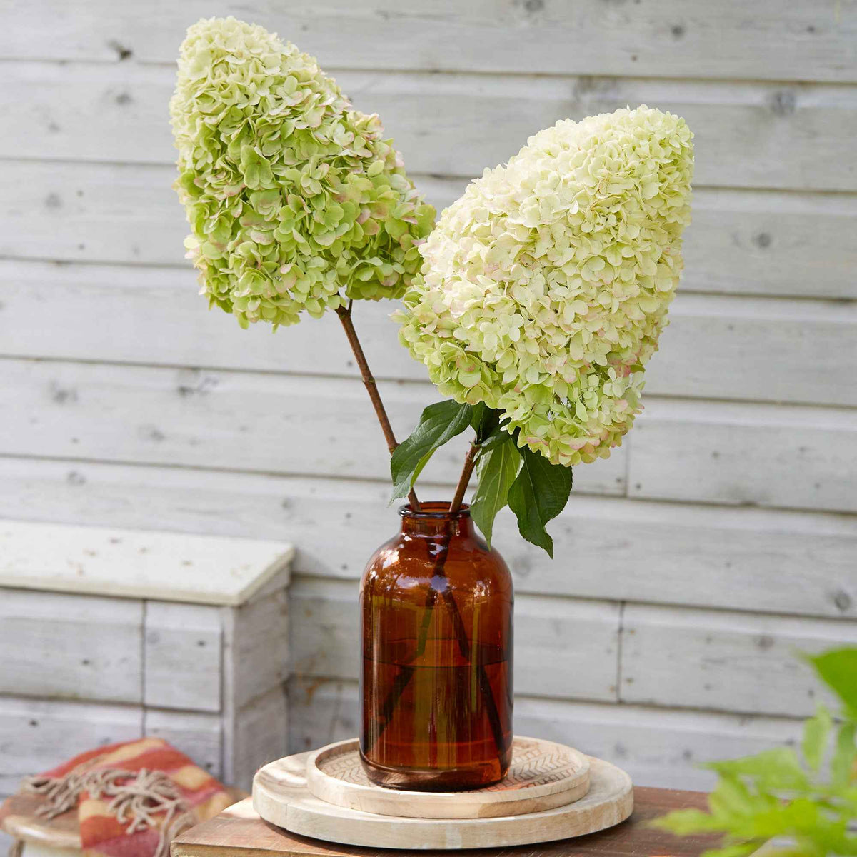 Rispenhortensie 'Hercules' - Willemse