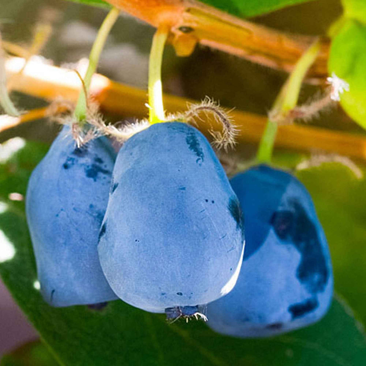 Honigbeere 'Duet' - Lonicera caerulea 'duet' - Willemse
