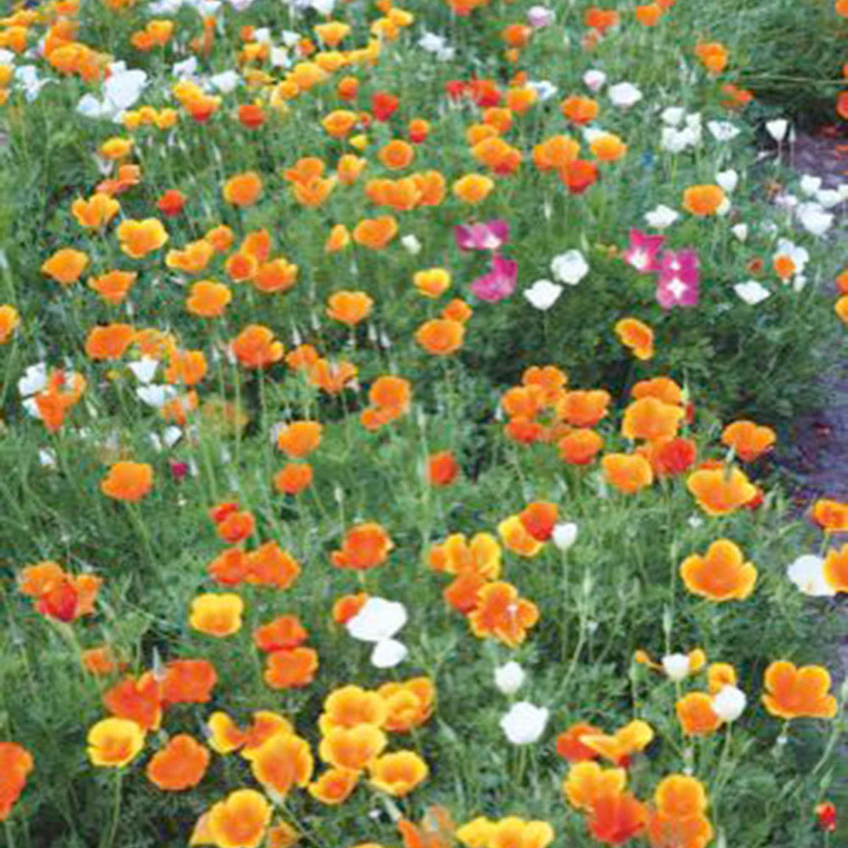 Goldmohn Eschscholzia californica - Willemse