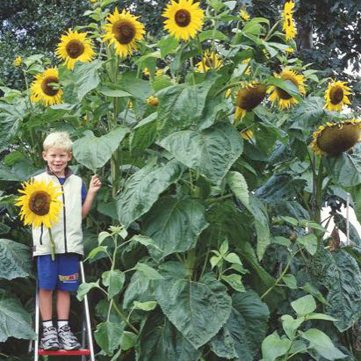 Sonnenblume 'Kong F1' - Willemse