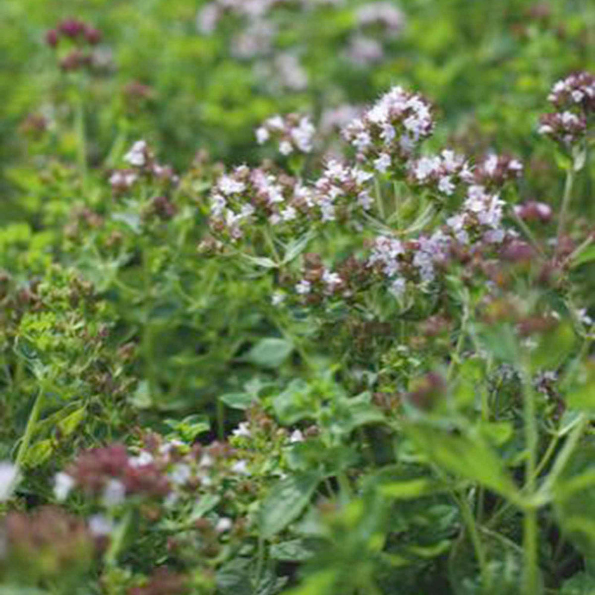 Oregano Bio - Willemse