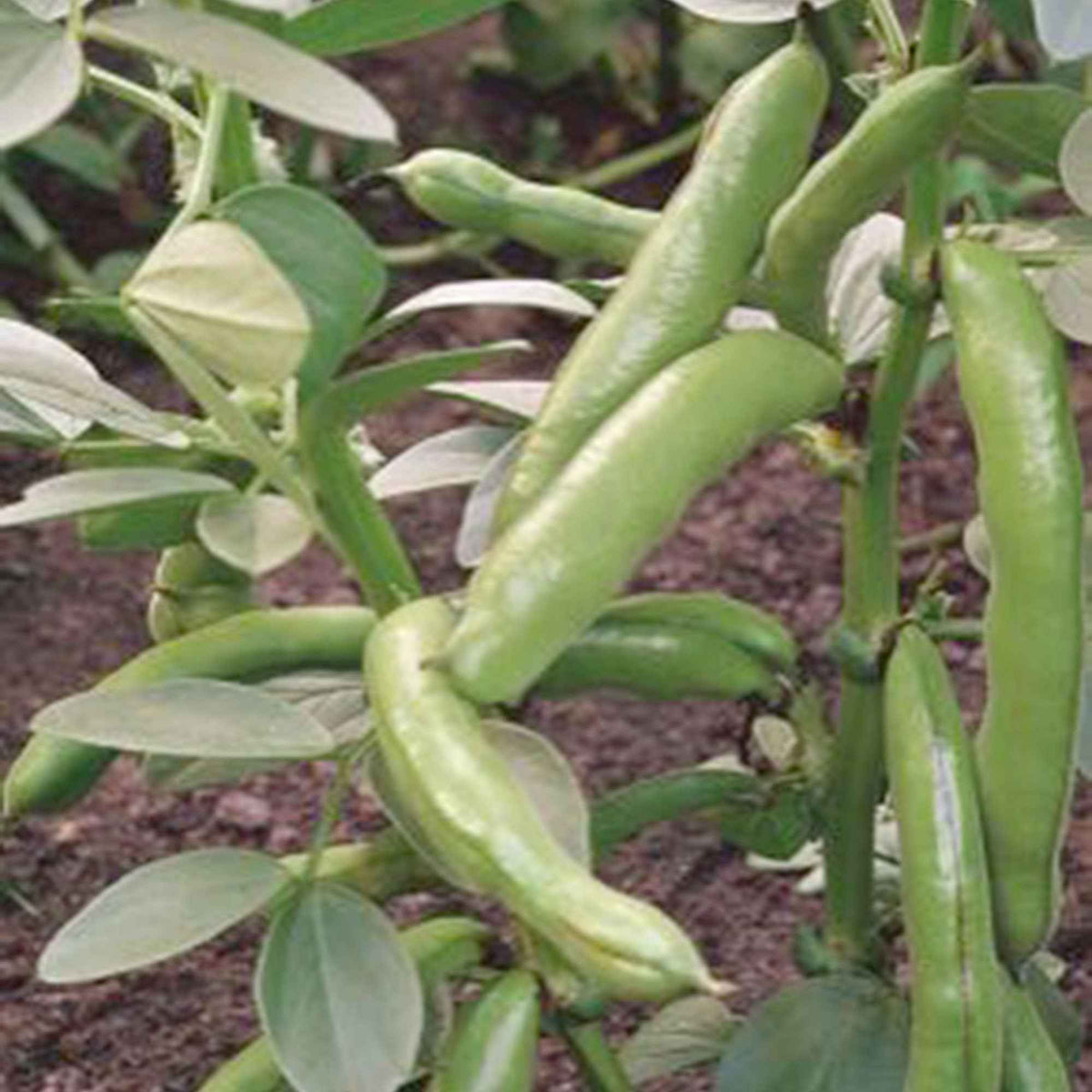 Ackerbohne 'Witkiem' - Vicia faba witkiem - Willemse
