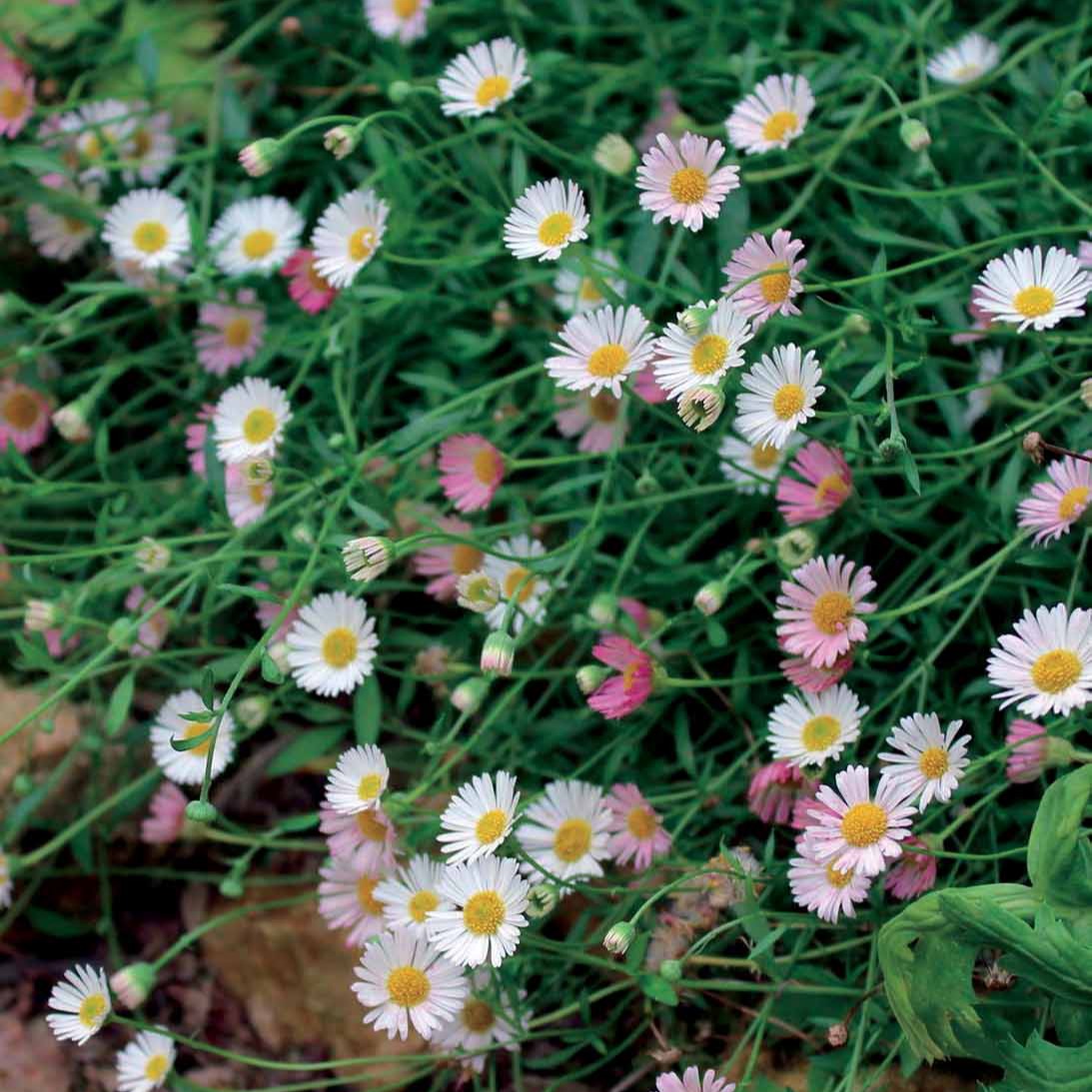 Spanisches Gänseblümchen - Erigeron karvinskianus Blutenmeer - Willemse