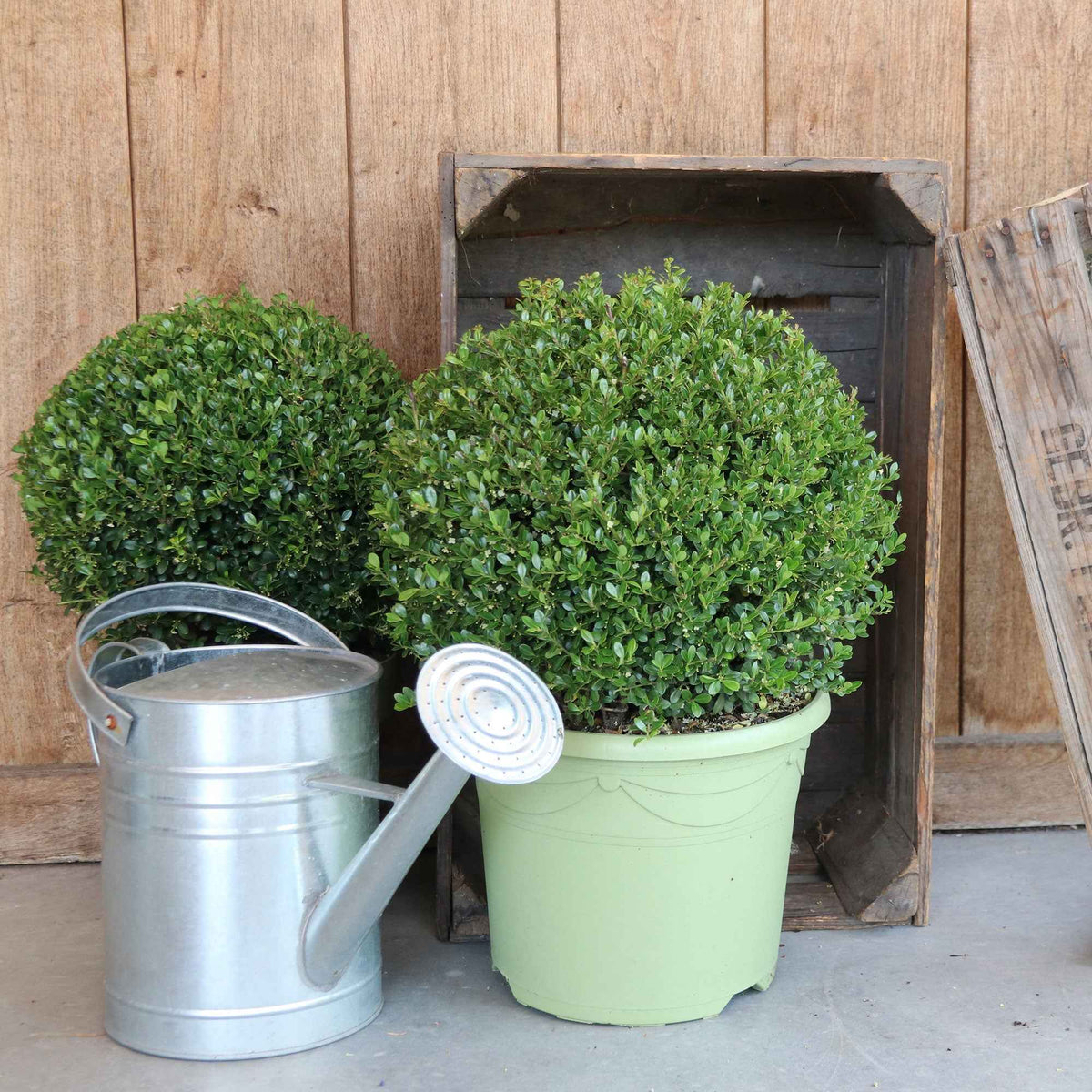 Japanische Stechpalme 'Dark Green'® - Willemse
