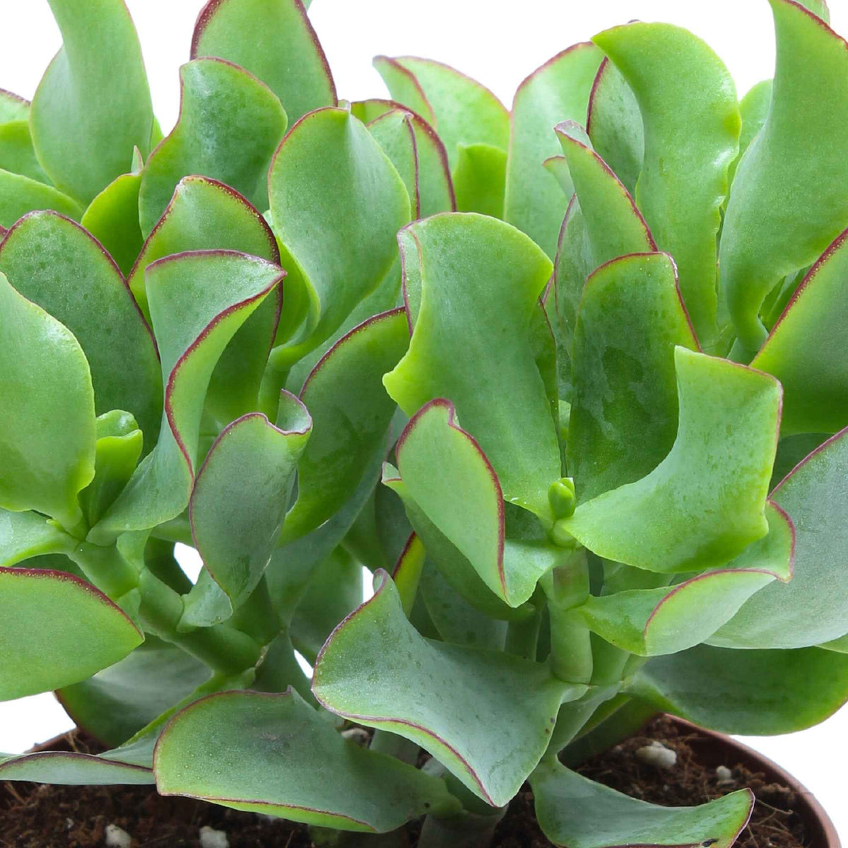Pfennigbaum - Crassula arborescens Curly Green - Willemse
