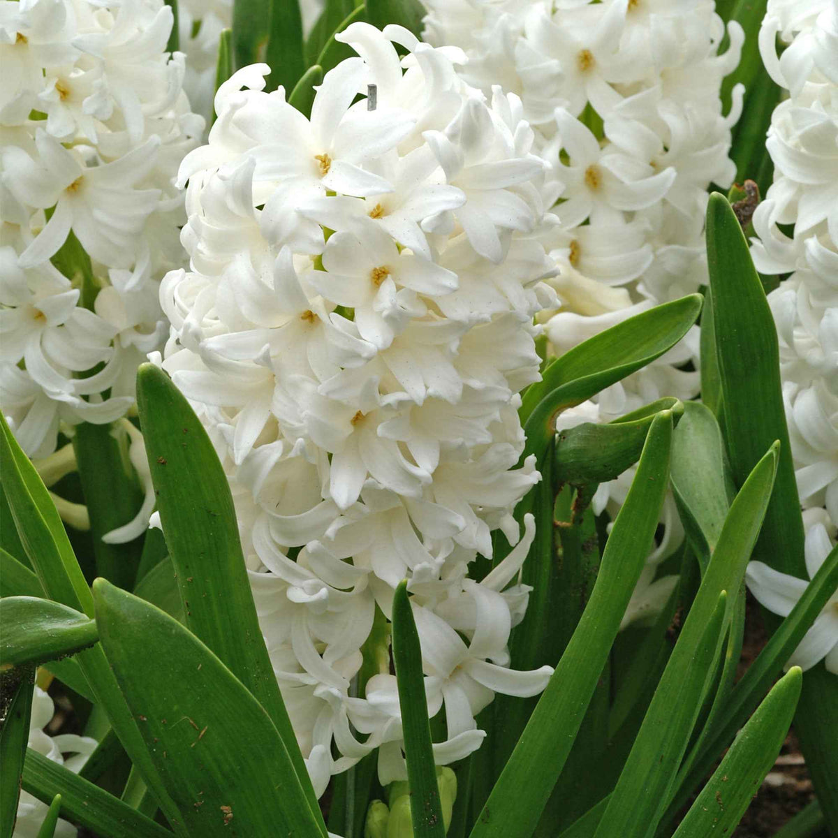 Hyazinthe 'Carnegie' weiß (x6) - Willemse