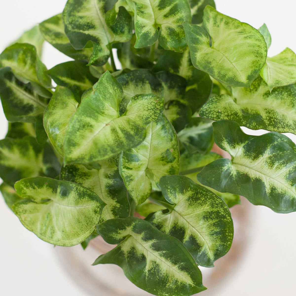 Syngonium - Syngonium im Kugelglas - Hydroponik - Hydroponische Pflanzen