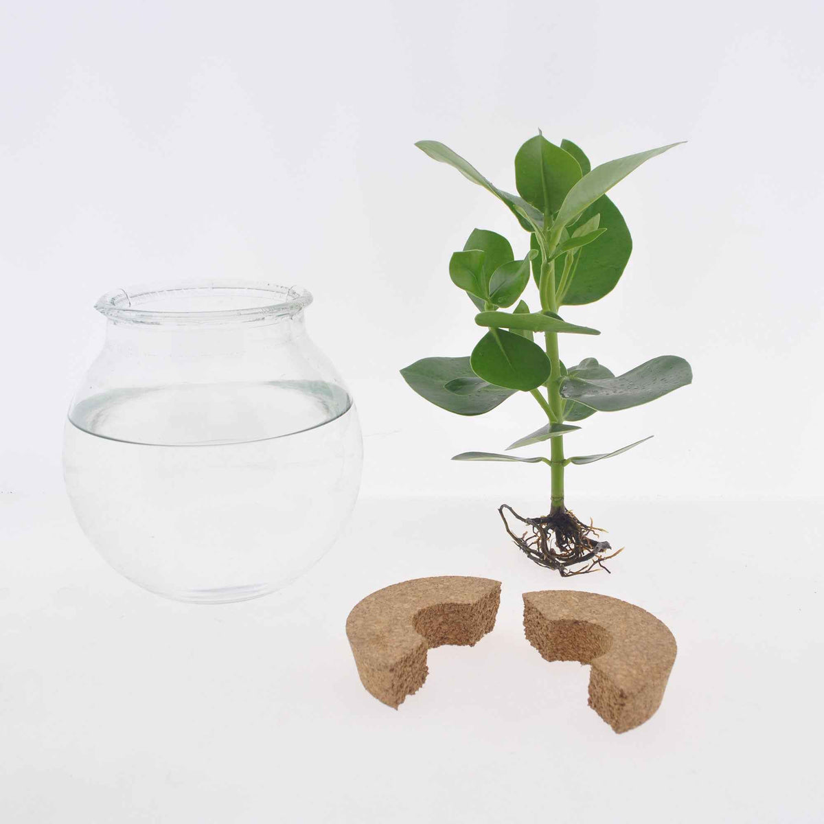 Hydroponische Pflanzen - Clusia im Kugelglas mit LED-Beleuchtung - Hydroponik - Clusia